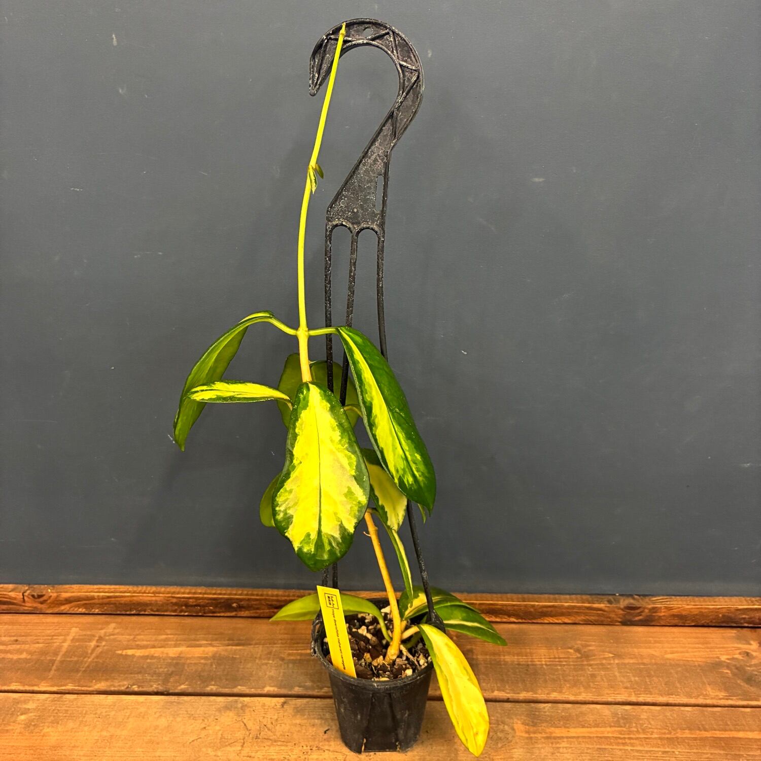ホヤ ディベルシフォリア マハラニ 斑入り【283】 | PROTOLEAF プロト