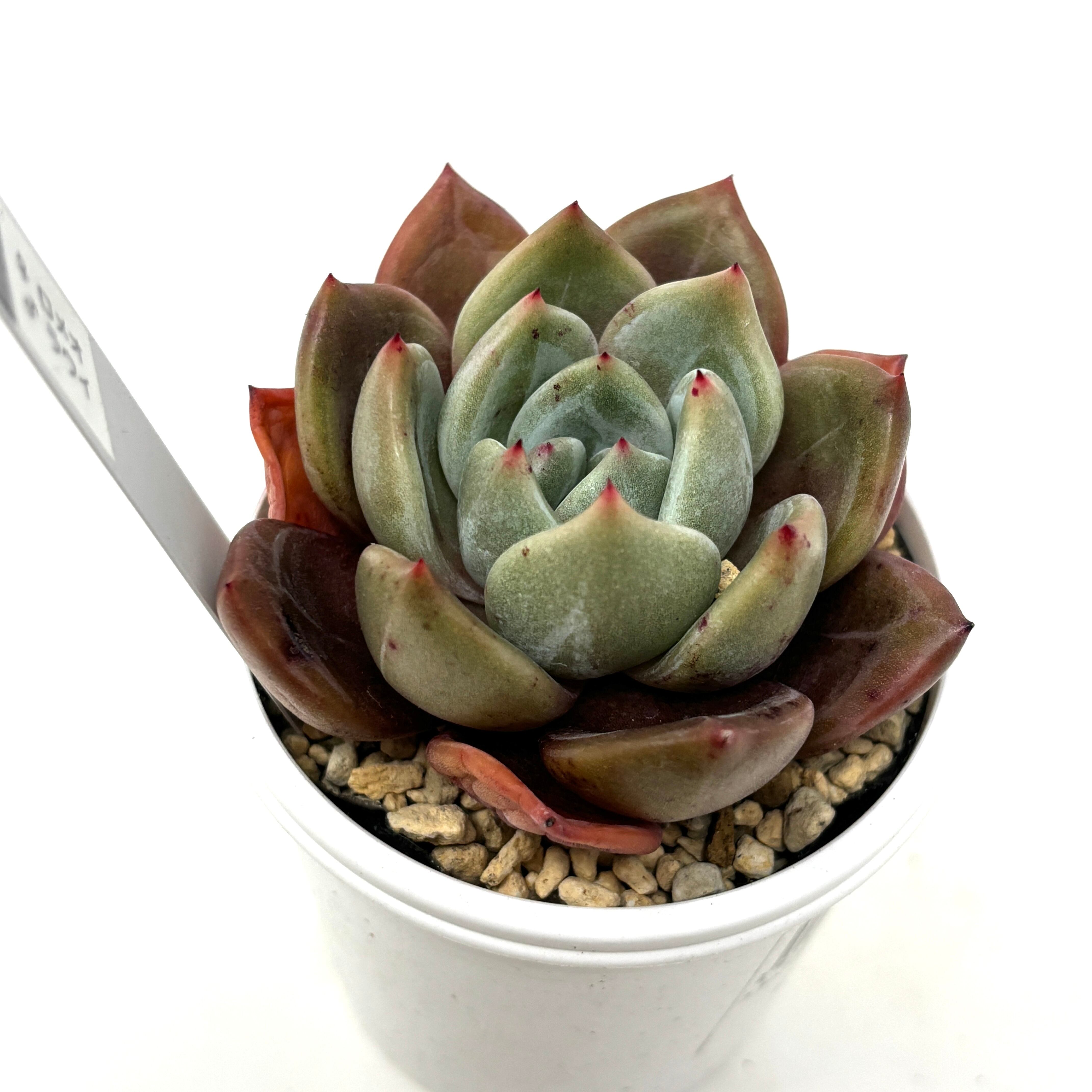 ロメオ×銀天女 多肉 抜き苗 ロメオ×銀天女 多肉 抜き苗 【公式通販】