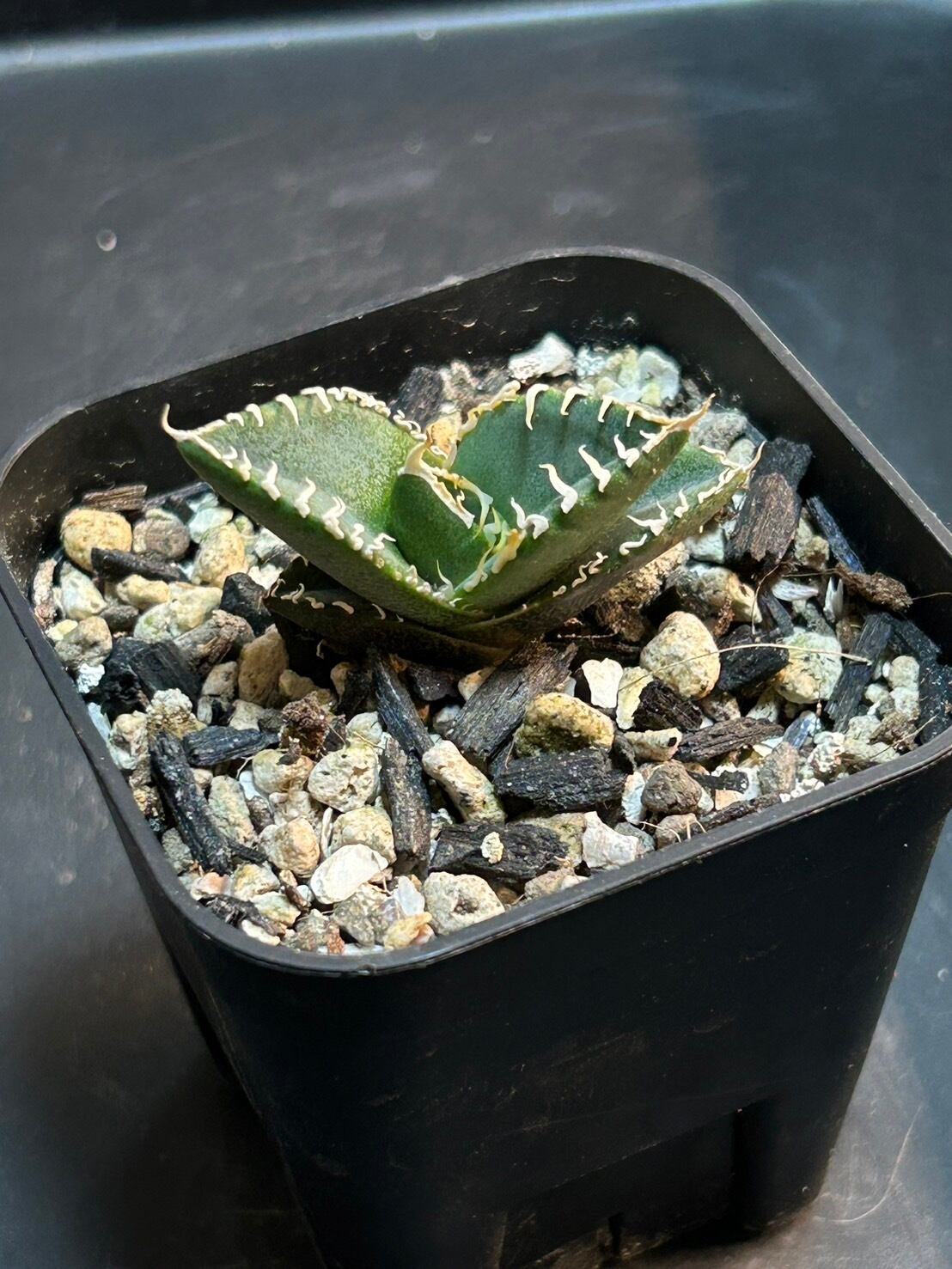 【 E-4 】oteroi seedling ①