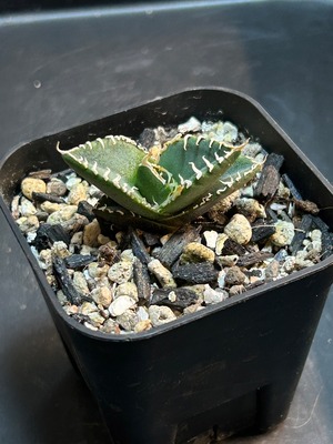 【 E-4 】oteroi seedling ①