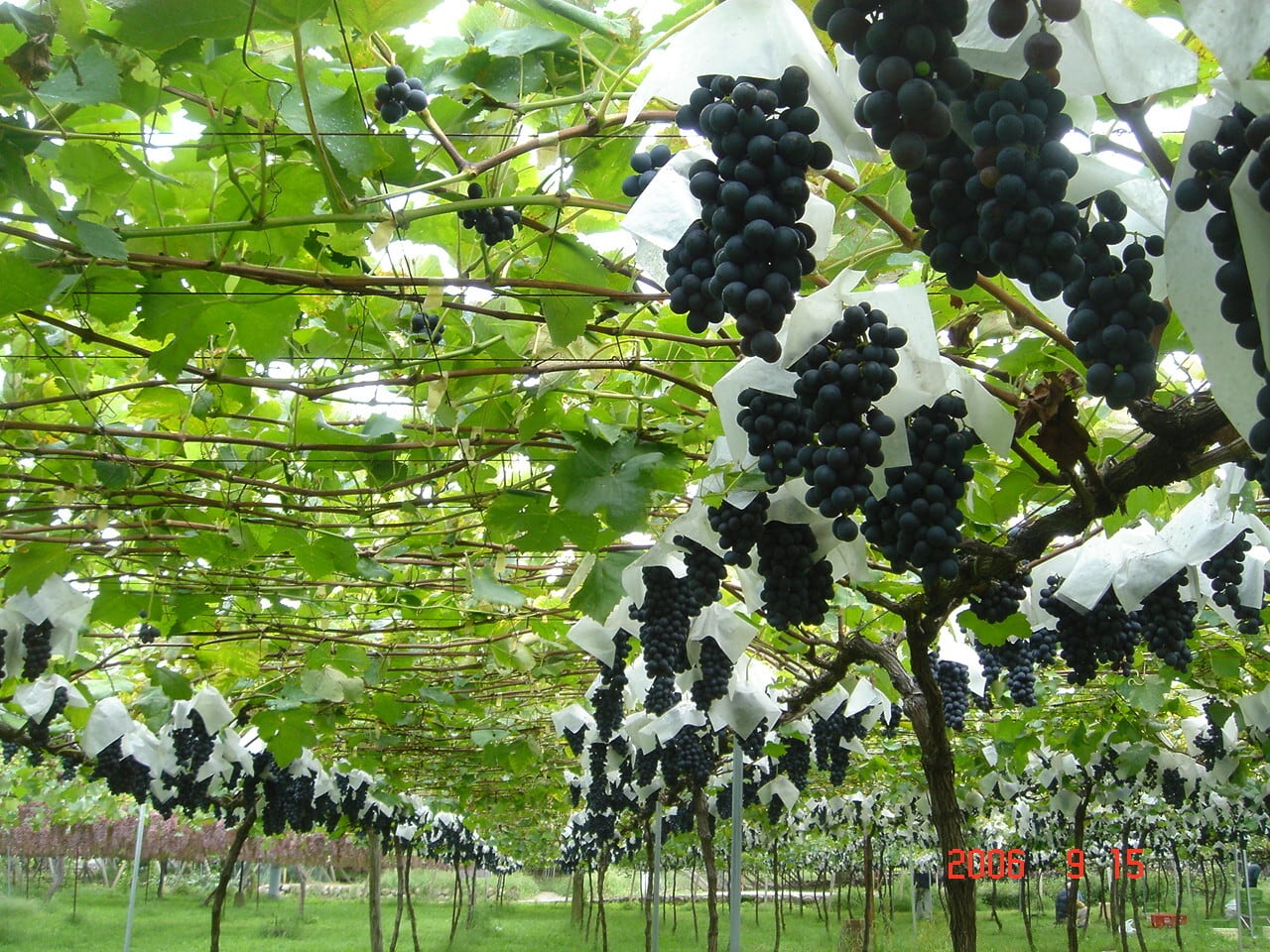 イベント1/17（土）【白百合醸造　コラボランチイベント】12:00～