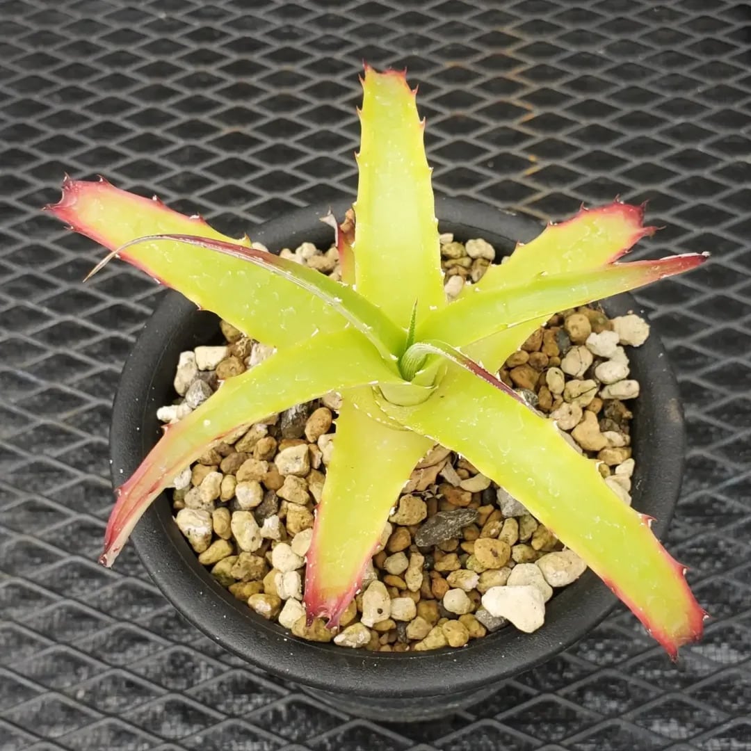 Hechtia（ヘクチア） | レアプランツ通販サイトPlants Maniax