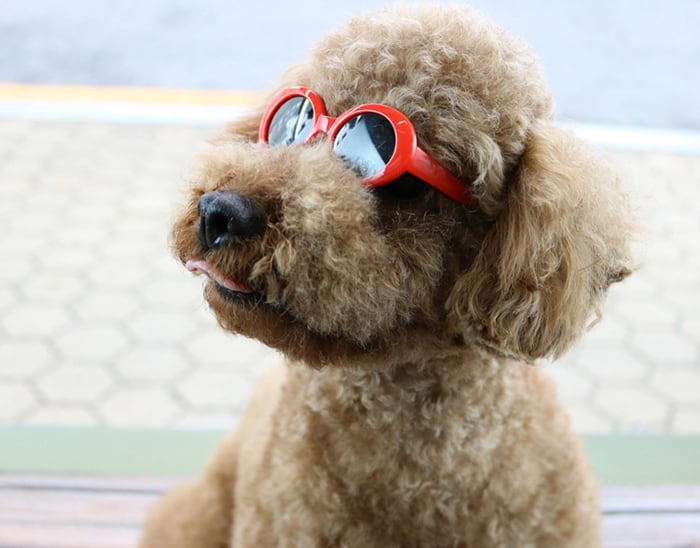 おしゃれサングラス 4TYPE  /  ペットメガネ ペット眼鏡 丸眼鏡 犬用サングラス 猫 小型犬 子犬用 アクセサリー