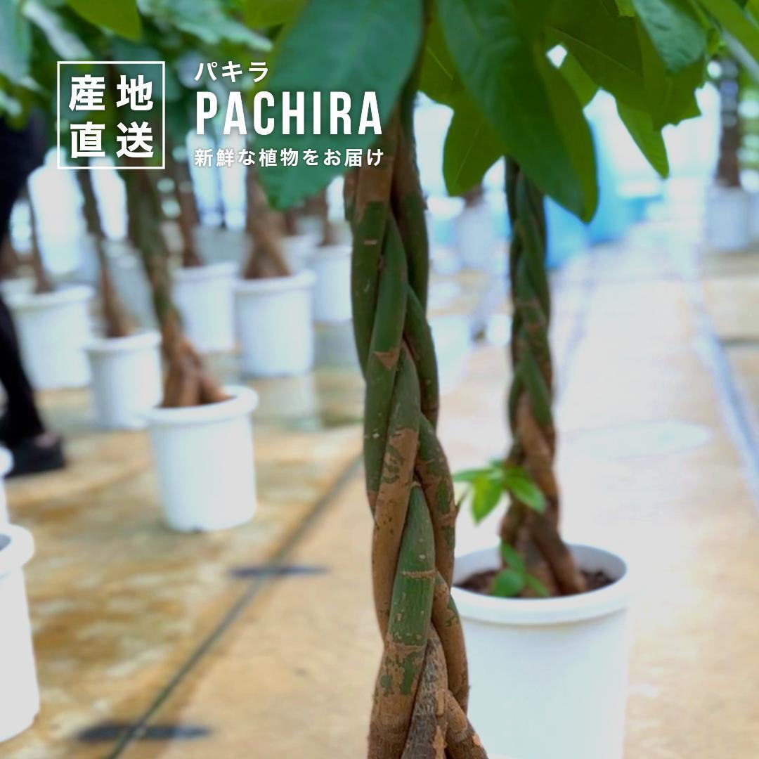 お洒落なねじりパキラ7号サイズ｜白陶器の縦型インテリア観葉植物