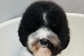 ブラッシングスプレー（詰替）
