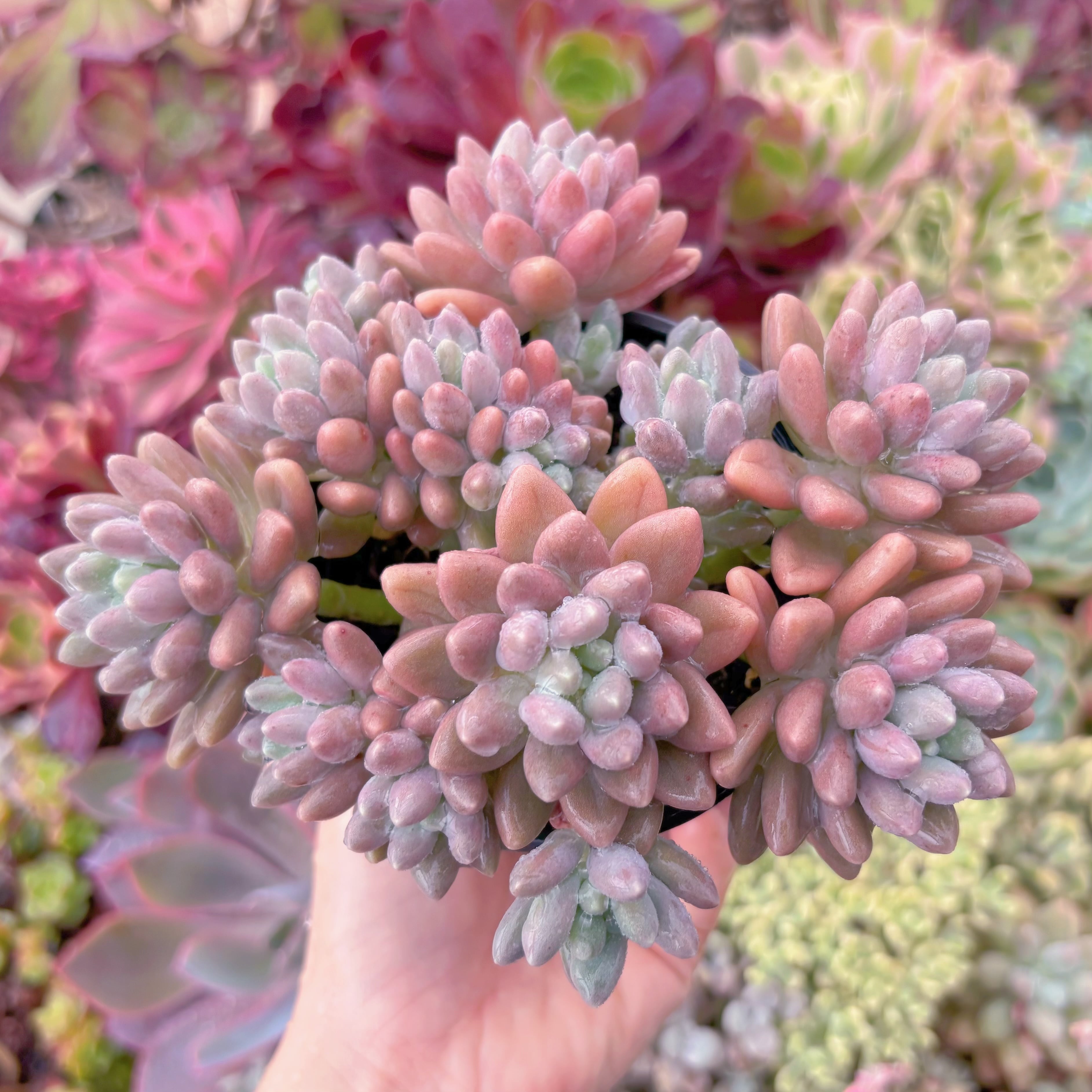 現品　エクスパトリマータxクレムネリア#511　群生　るる農園