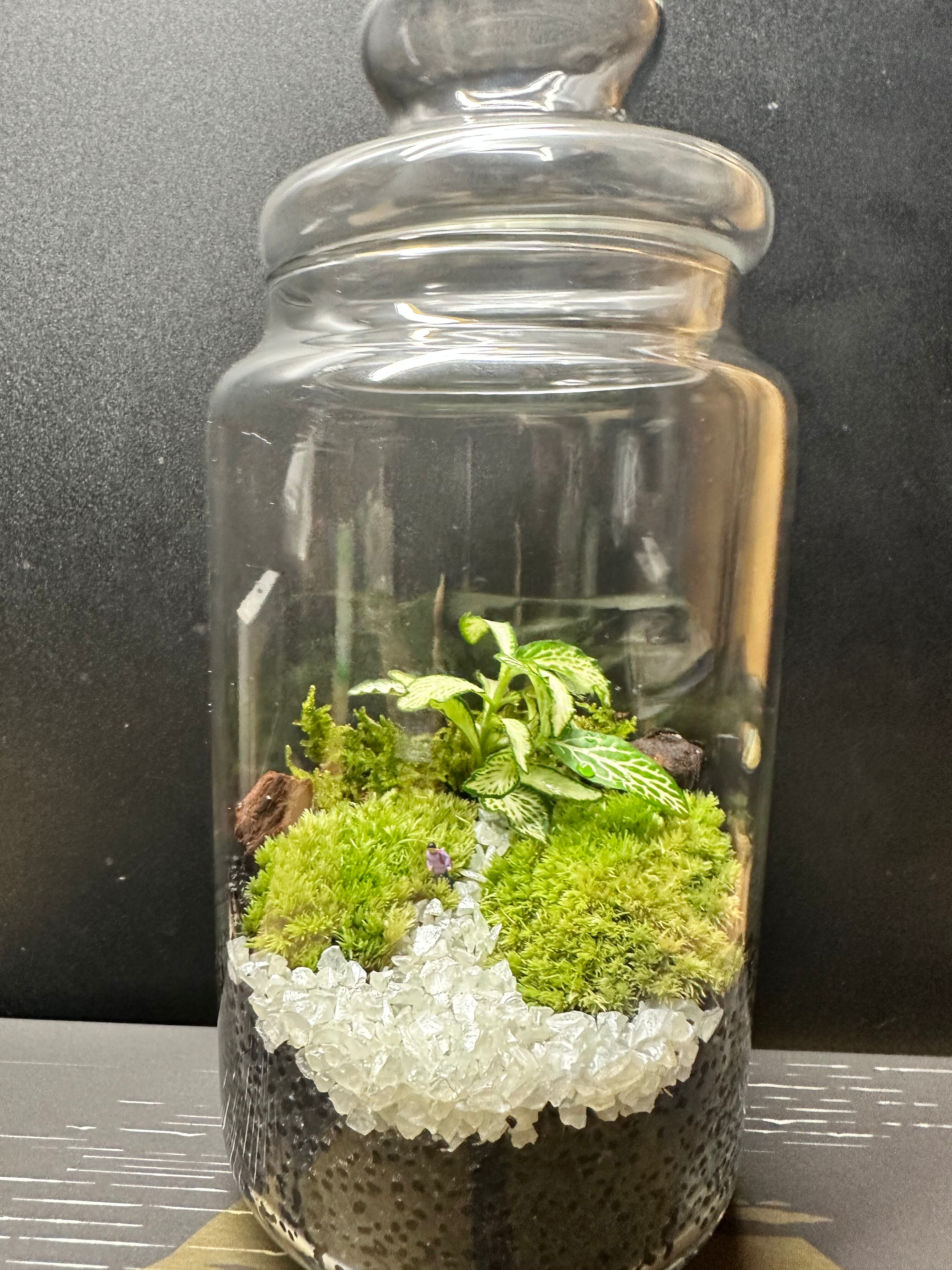 フィットニアの苔テラリウム(1L容器) | 苔むーす[KOKEmousee]
