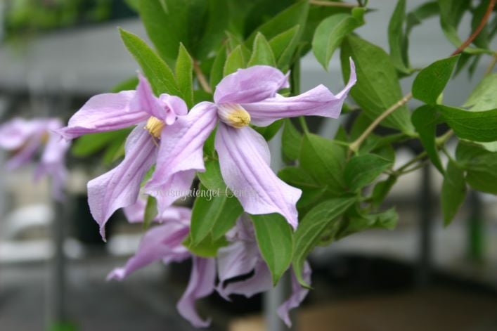 ミルキー・ウェイ `Milky Way‘ インテグリフォリア系 K-5