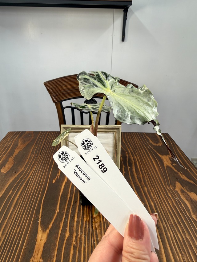 ★2189【希少種】アロカシア　ヴェノム（2.5号ロング硬質ポット）※送料無料（一部除く）