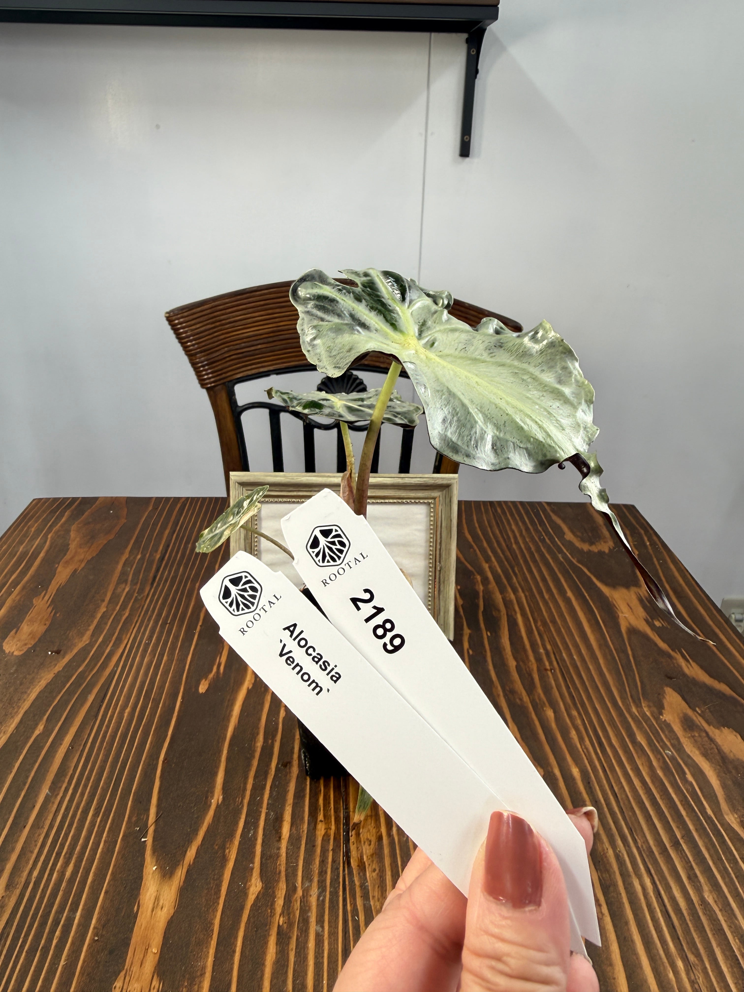 ★2189【希少種】アロカシア ヴェノム(2.5号ロング硬質ポット)※送料無料(一部除く)