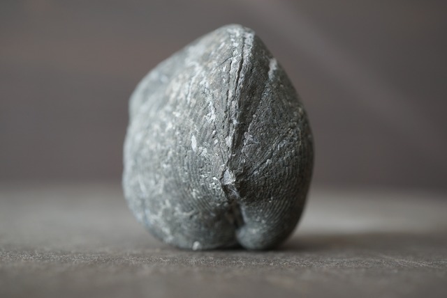 オハイオ州産黄鉄鉱化腕足類化石 Paraspirifer bownockeri 1481