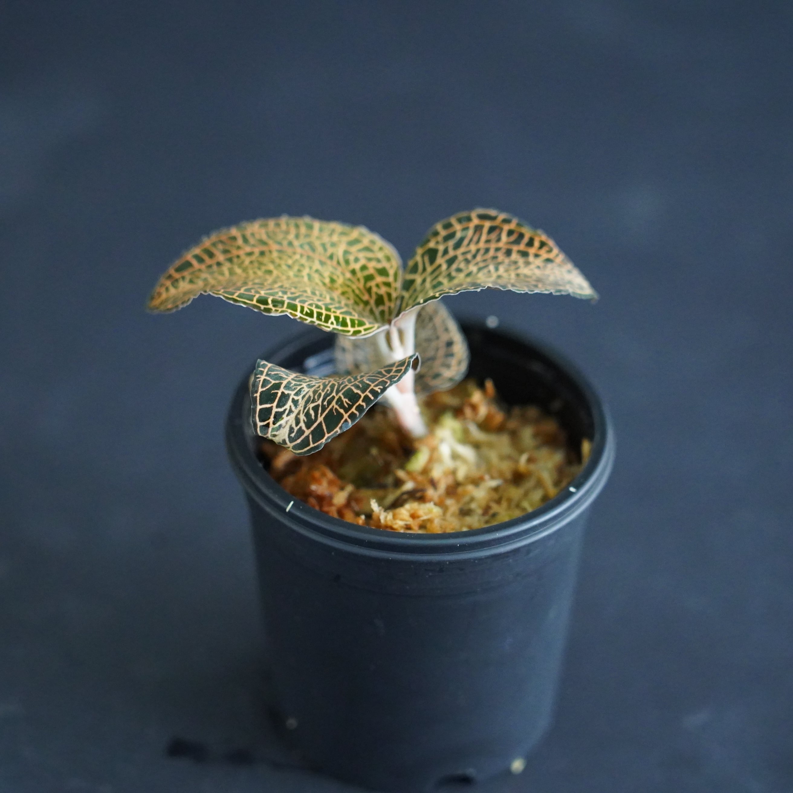 ◇現品◇アネクトキルス sp. 'RoseGold'【ジュエルオーキッド宝石蘭