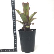 エクメア ヌディカウリス ’セイデル・ブラジル’【982】