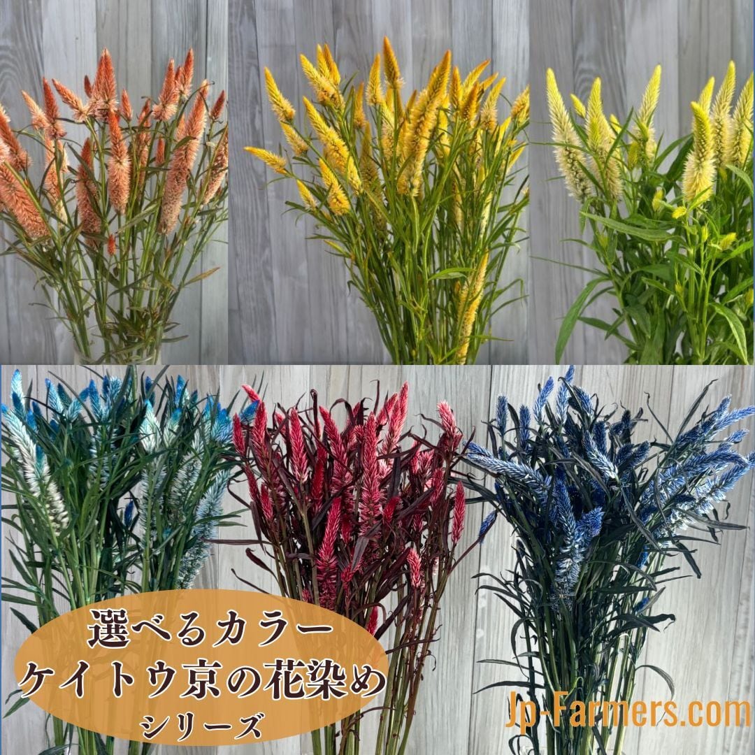 新商品++ | 新鮮お花問屋 Jp-Farmers.com