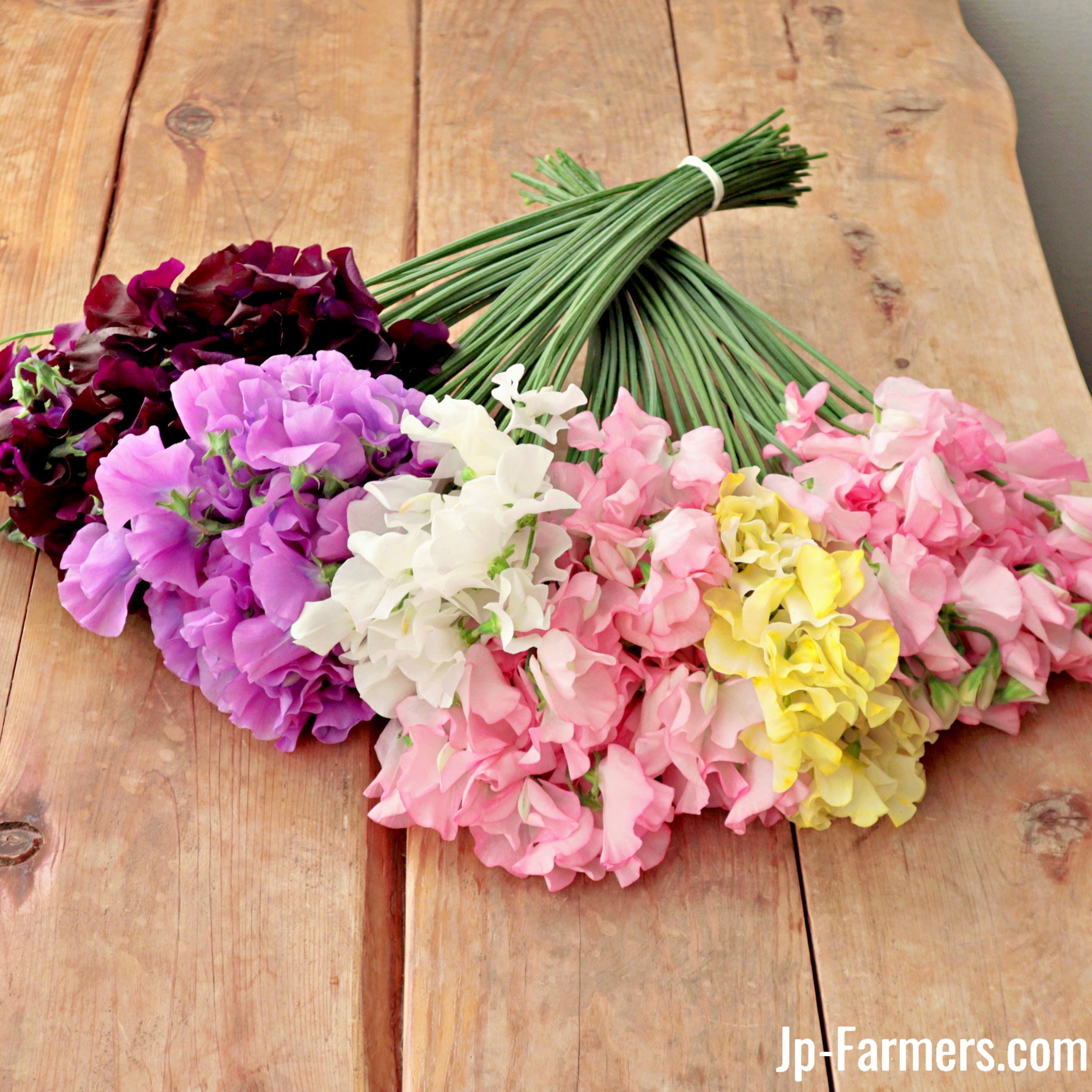 スイートピー | 新鮮お花問屋 Jp-Farmers.com スイートピー | 新鮮お花問屋 Jp-Farmers.com