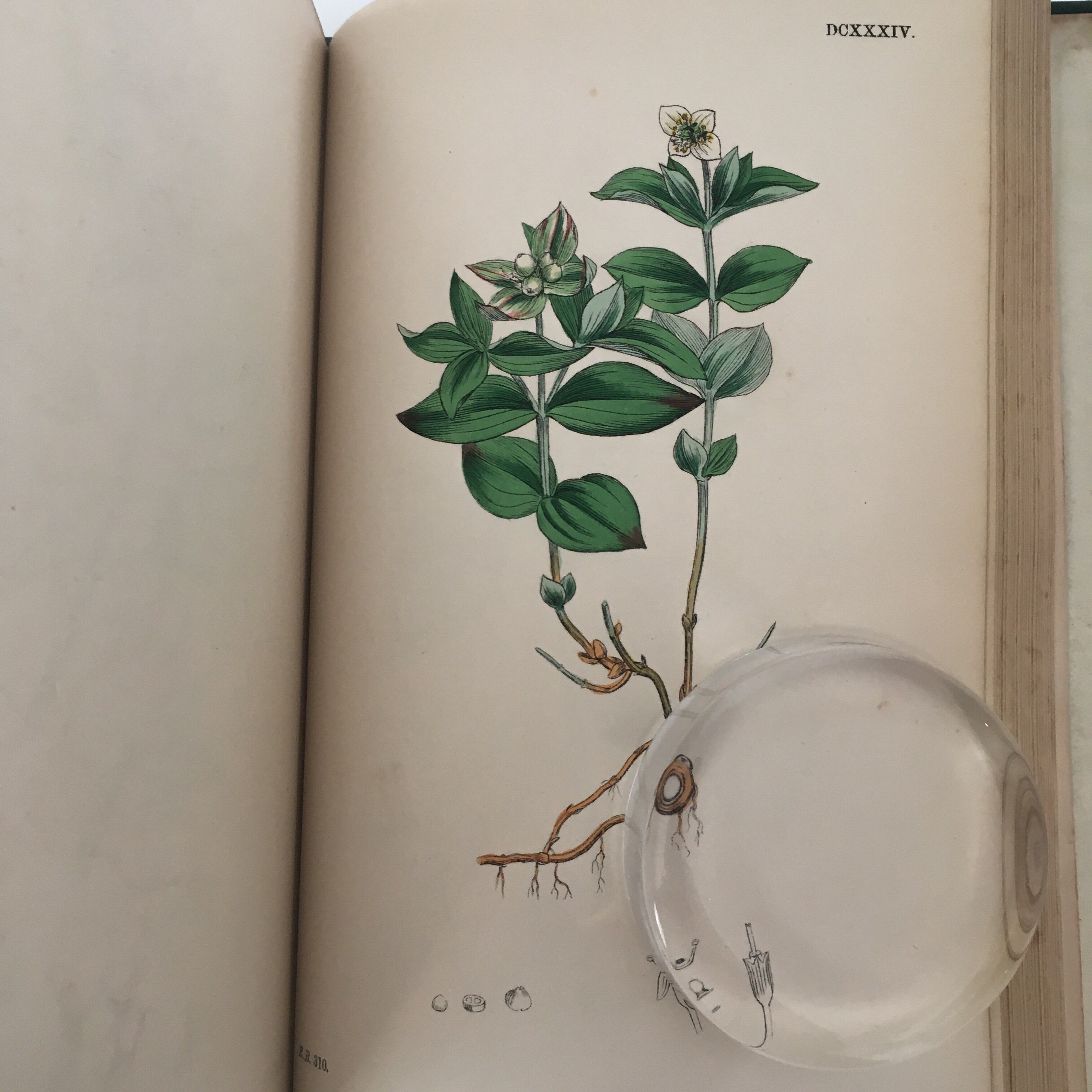 植物画 Sowerby English Botany イギリス 英国 植物図鑑 Vol 4 1865年 銅版画手彩色 カラープレート1枚 ボタニカルアート 博物画 Cmdcluj Ro
