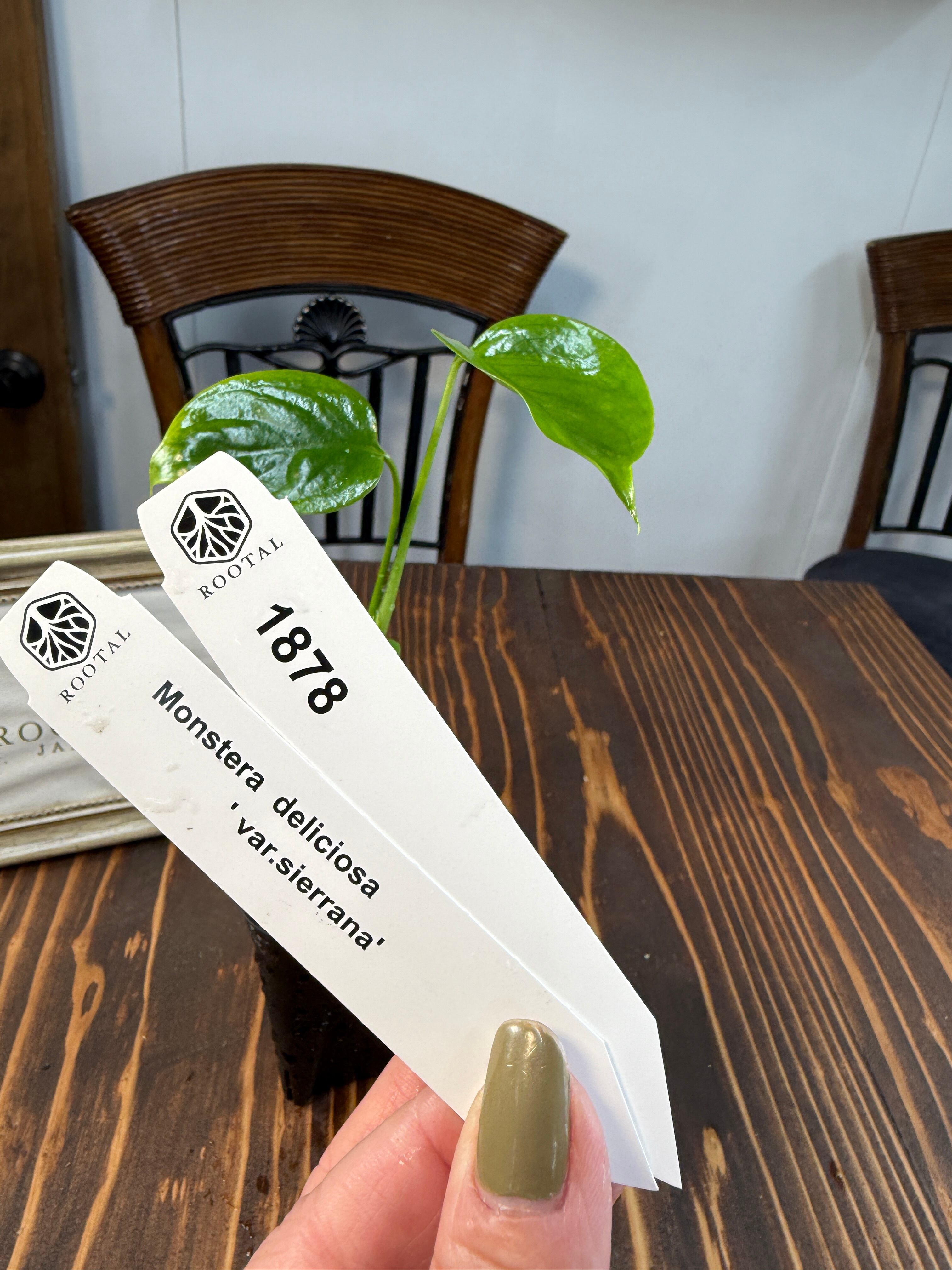 モンステラ | ROOTALPLANTS