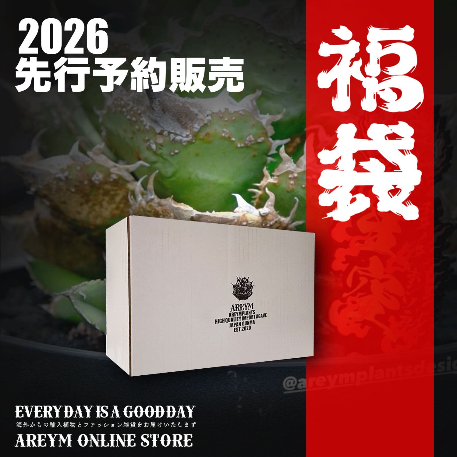 2026年アガベ福袋先行販売¥25,000 | areymplants