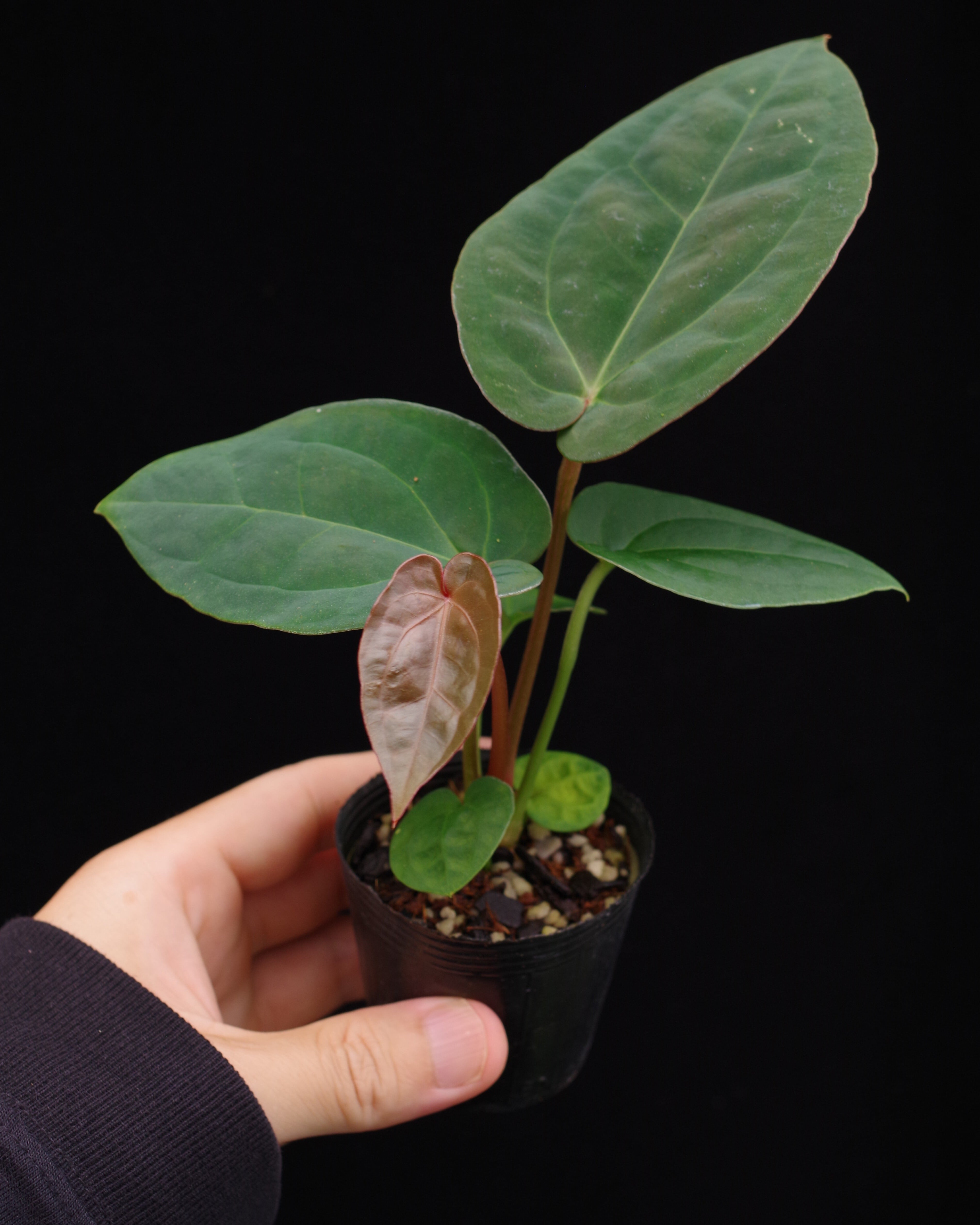 Anthurium ('Michelle' × 'Zara' (F3))× dressleri (Eastern Form