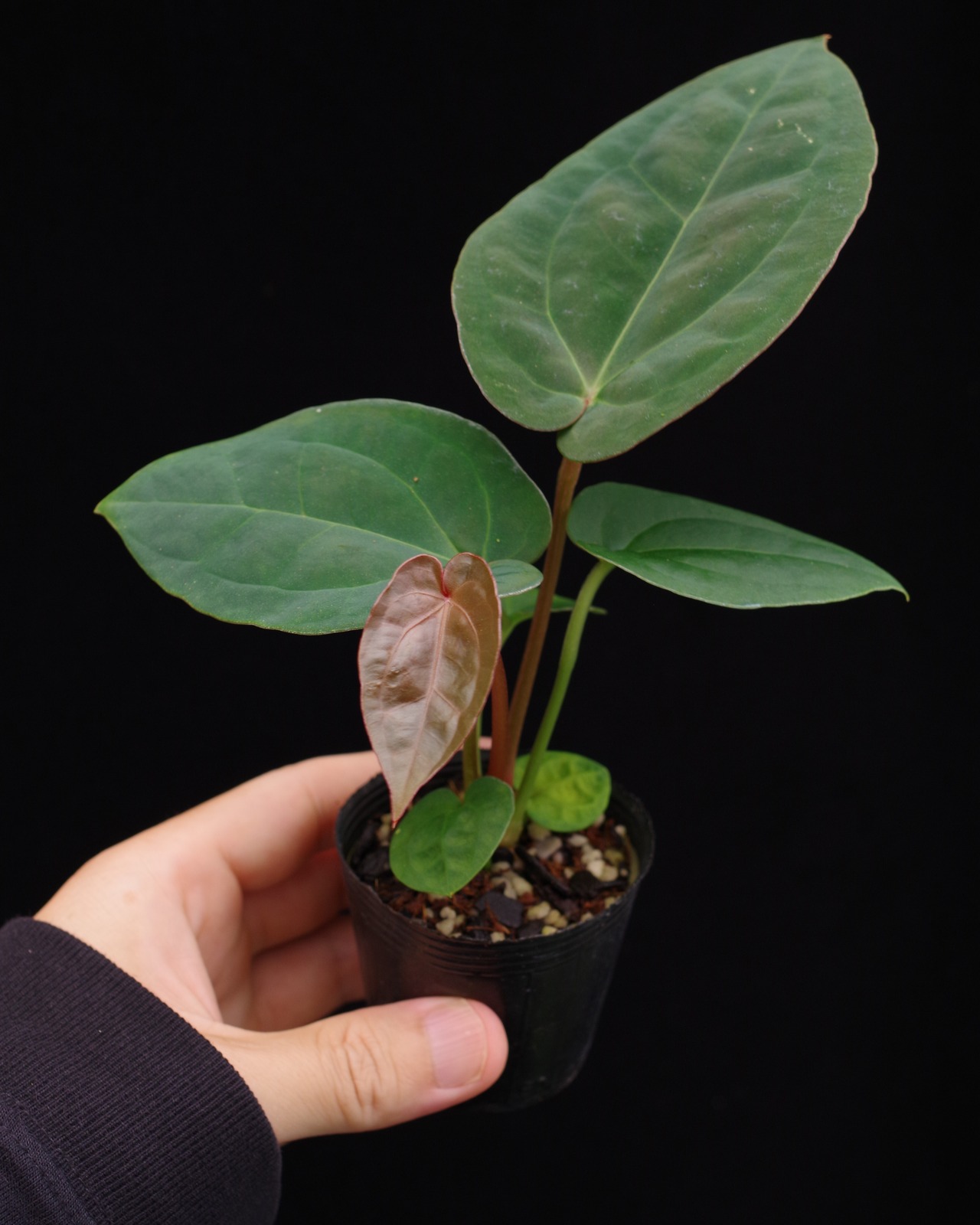 Anthurium (
