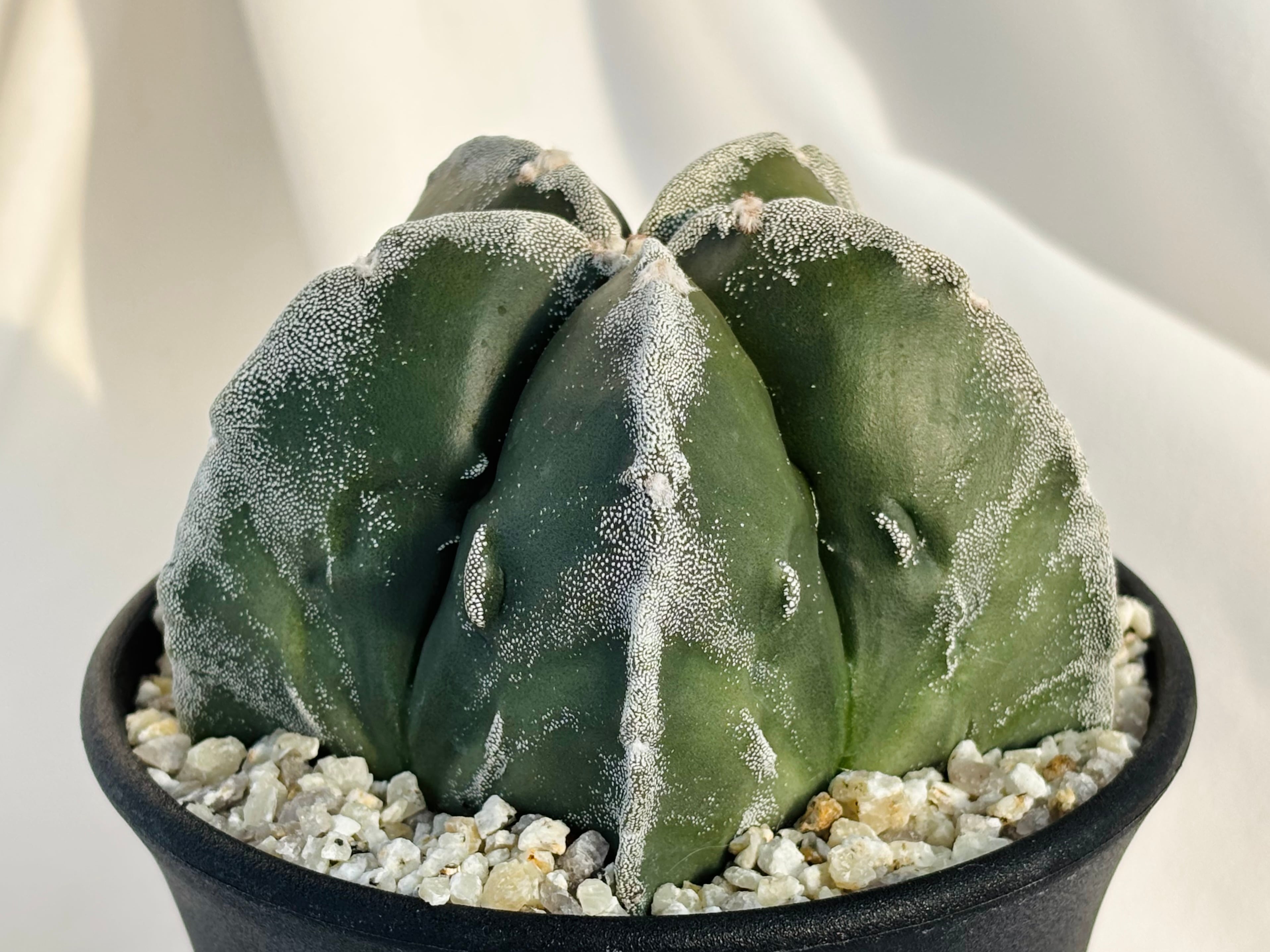 アストロフィツム　ランポー玉　斑入り　超大株 アストロフィツム ランポー玉 斑入り 超大株 アストロフィツム