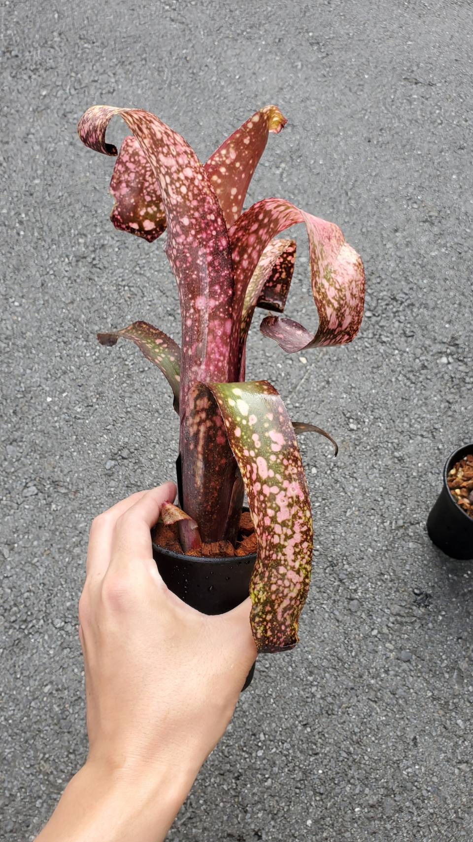 Billbergia Carrone's Black 子株3株付き Billbergia Carrone Black【artPLANTs】 ビルベルギア/タンク