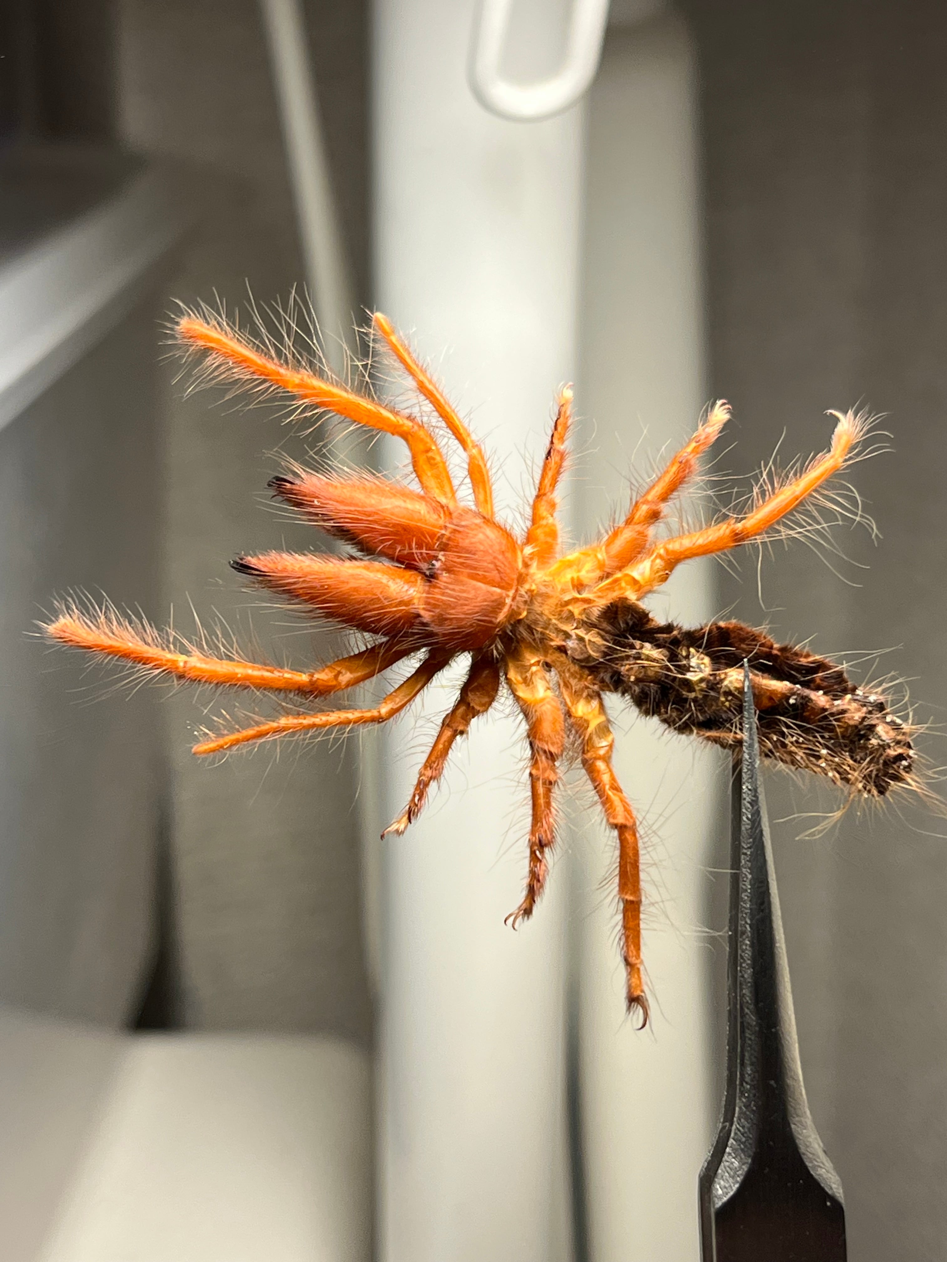 太顎】ブラッドレッドヒヨケムシ Dinorhaxウデムシ 奇蟲標本 標本 昆虫