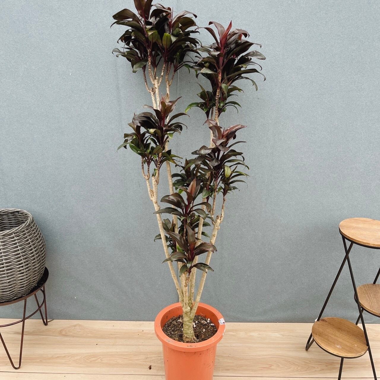 現品］【希少】29番 ドラセナ ナビー 8号 観葉植物 大型 室内 レア