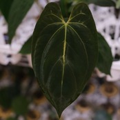 アンスリウム エース オブ スペード(AOS) × パピリラミナム(FS)④/ Anthurium Ace of spades × Papillilaminum / 観葉植物