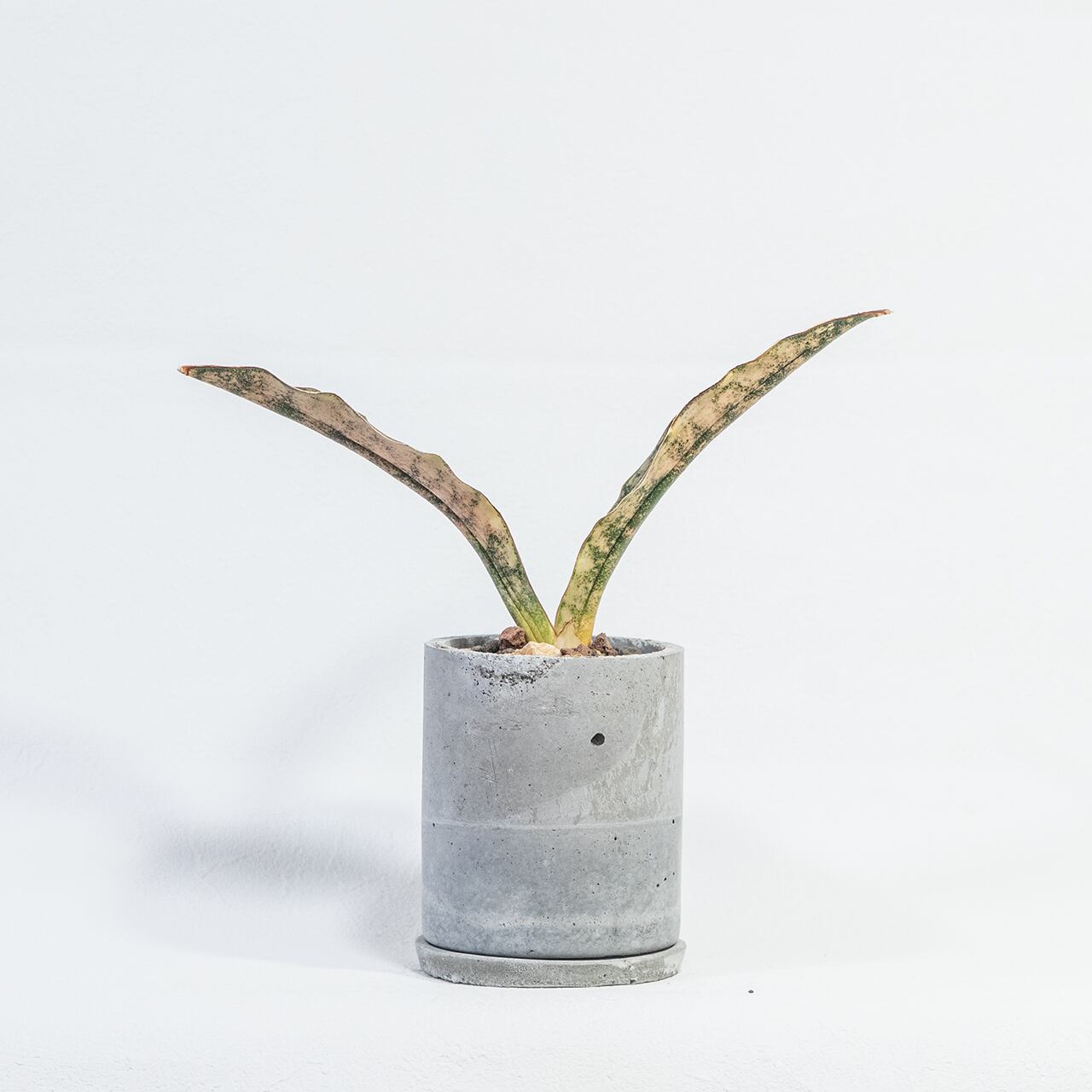 観葉植物 サンセベリア・キルキー・コパトーン 迷彩柄の銅葉が映える自作モルタル鉢仕立て