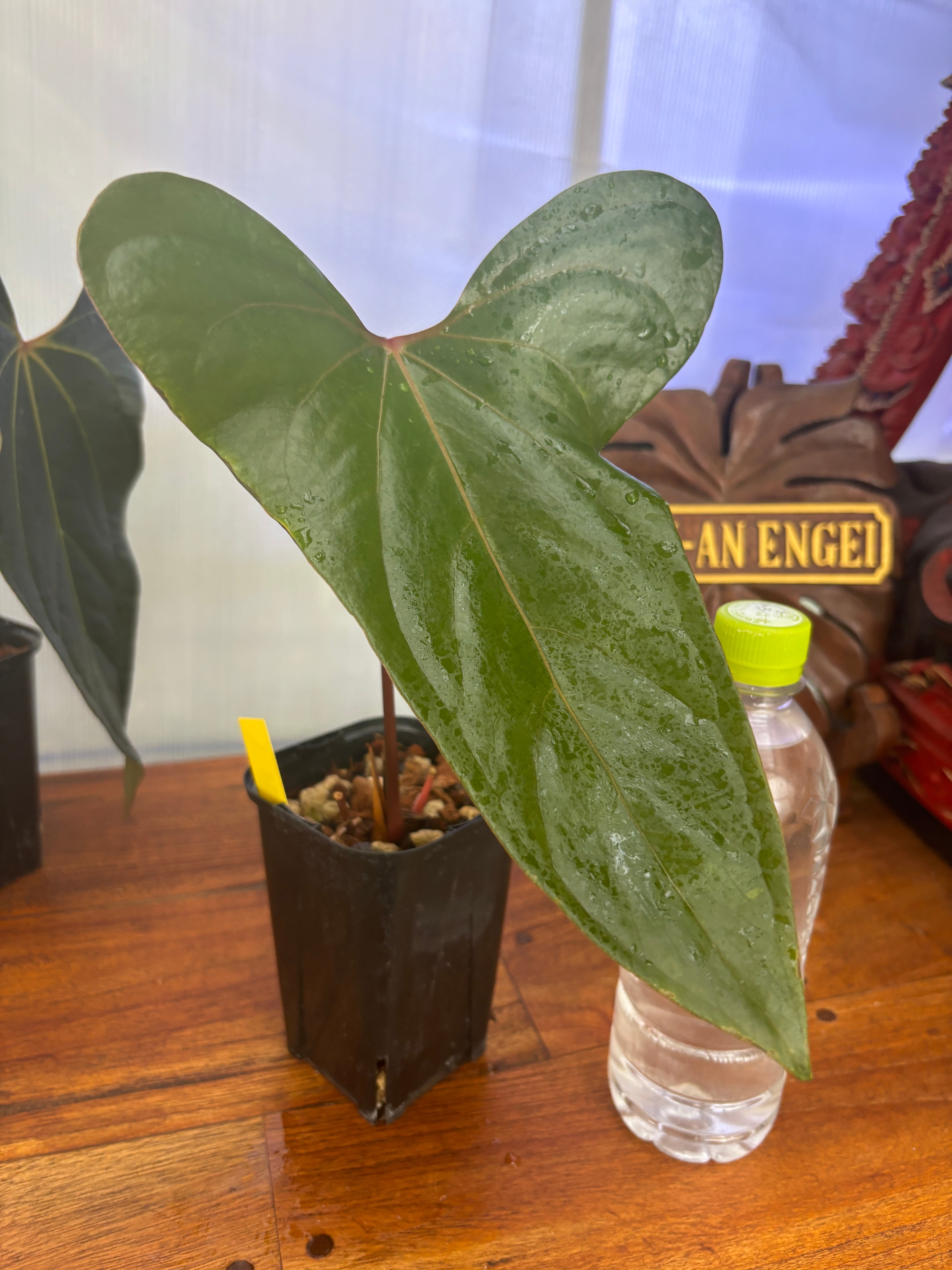 Anthurium | BALI-AN 園芸