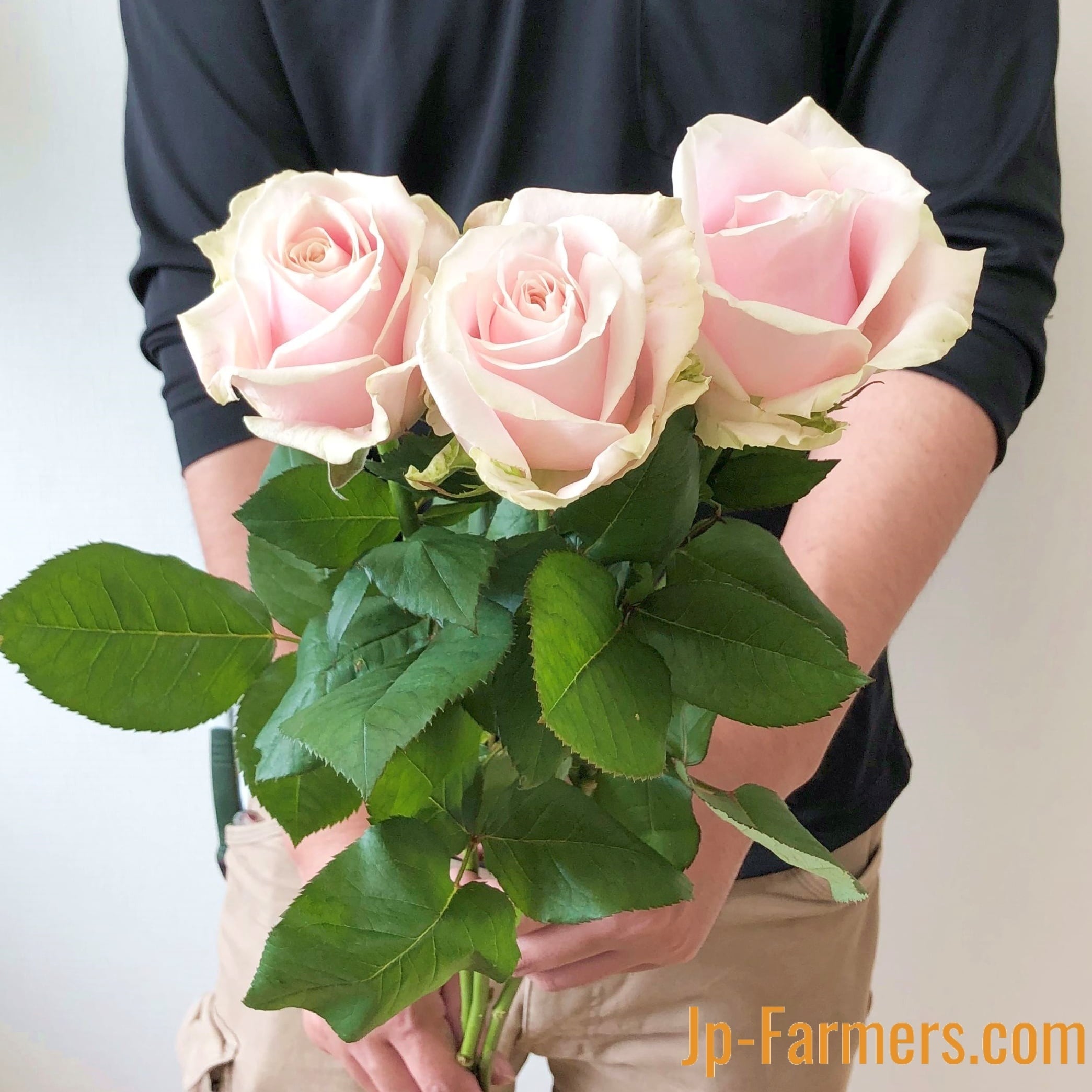 切り花品種バラ苗　レアバラ　大苗　アフタマ♡ バラ 切り花品種バラ苗 バラ 大苗 アフタマ? バラ 切り花品種バラ苗