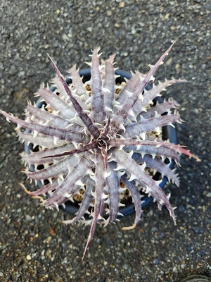 ディッキア・ゴエリンギー×ペクチナータ　dyckia  goehringii×pectinate