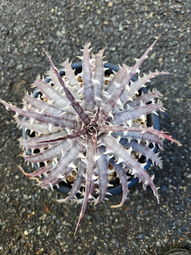 ディッキア・ゴエリンギー×ペクチナータ　dyckia  goehringii×pectinate