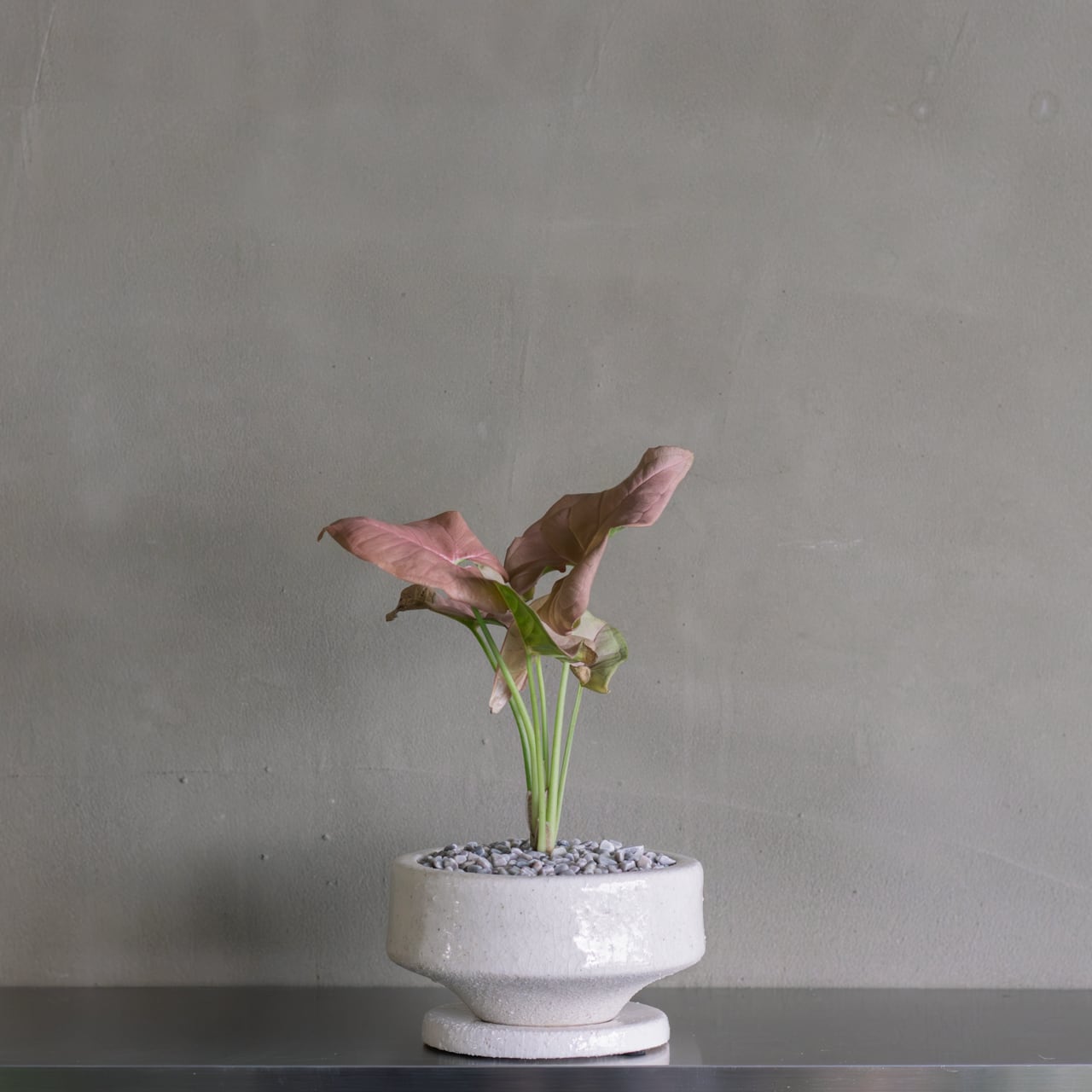 P willinckii cv. White Knight【artPLANTs】ビカクシダ/Platycerium