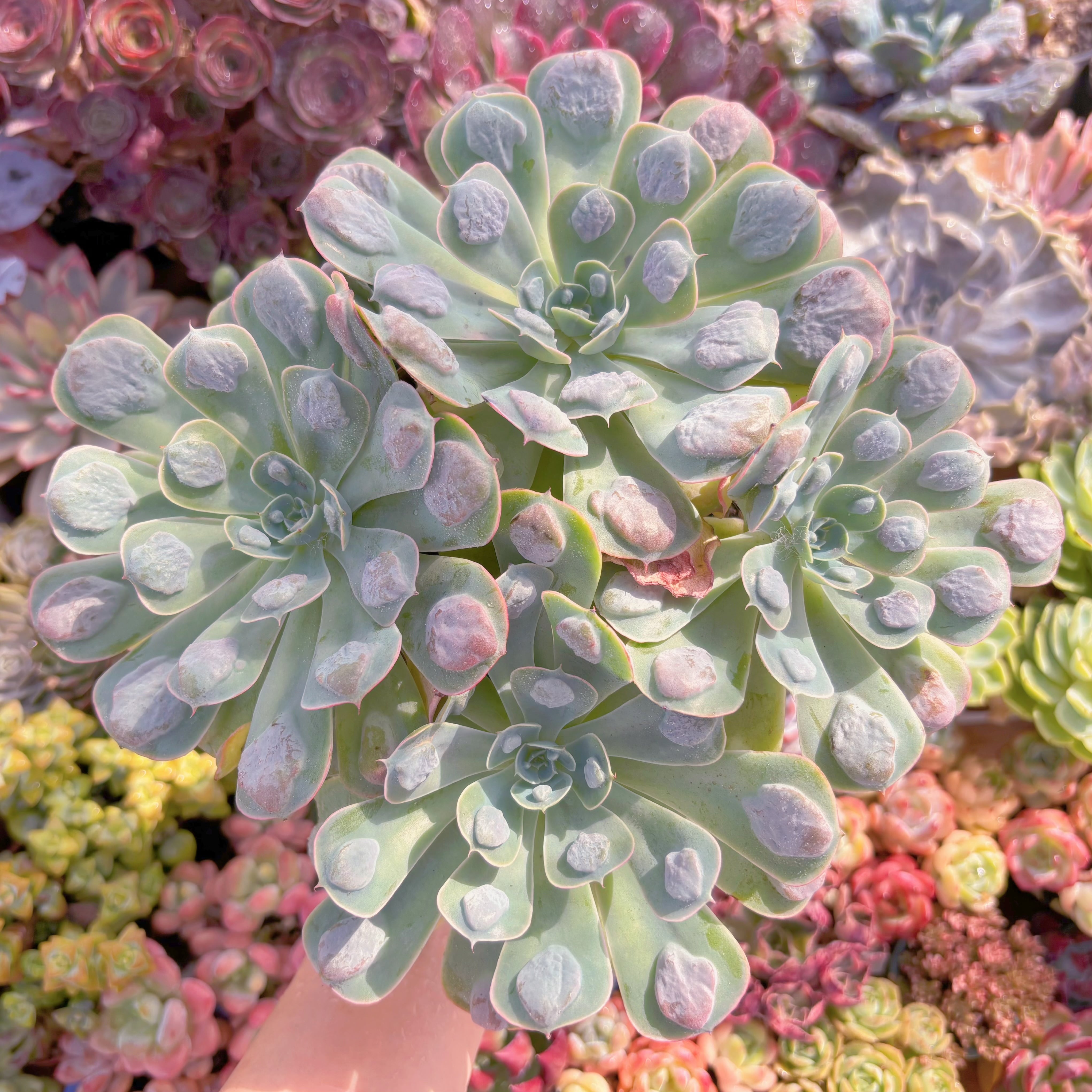 現品　ビヨンセ#F046　特特大群生　るる農園