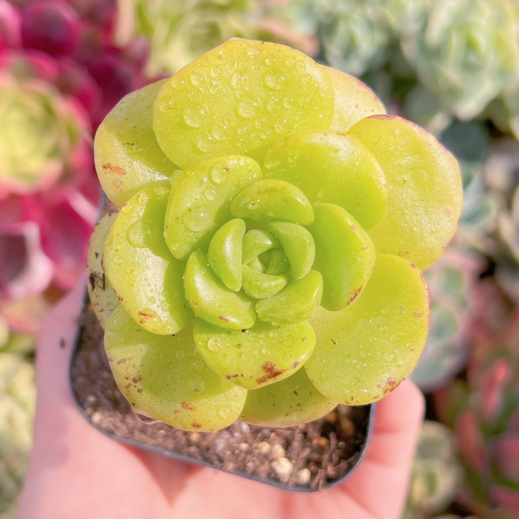 現品　リリーパット#567　古株　るる農園