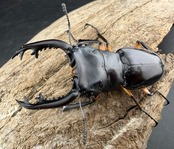 【WD】《インペリアリスツヤ亜種komorii バタラザ産 62mm ペア》