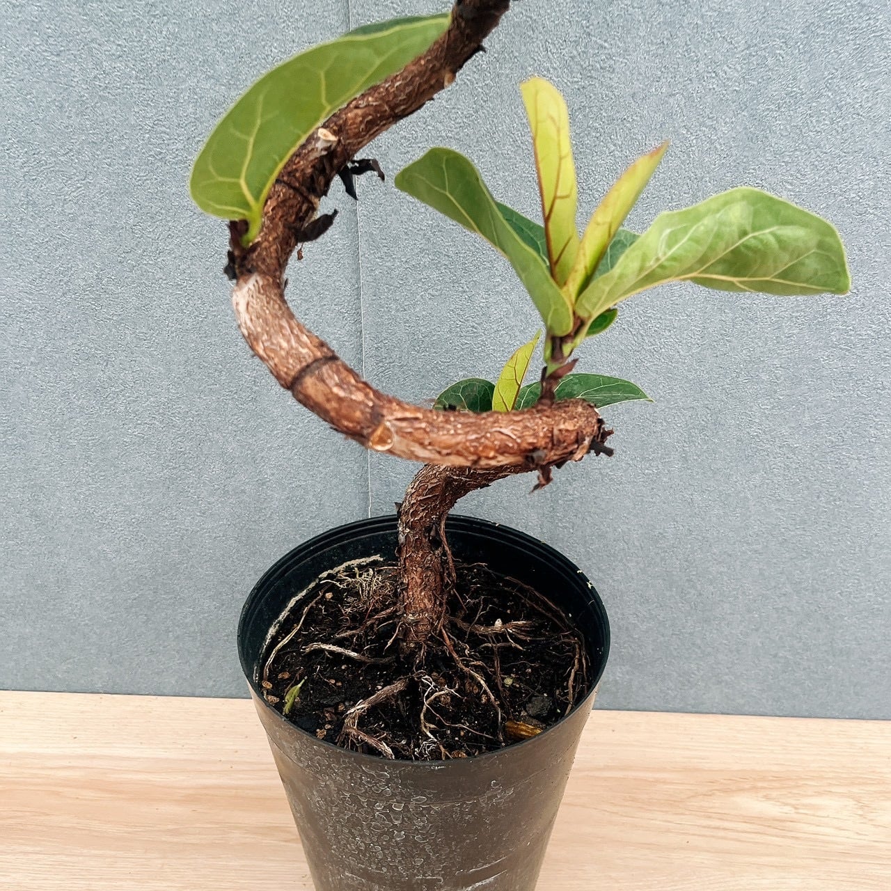 現品］R フィカス リラータ バンビーノ 曲がり 6号 観葉植物 室内