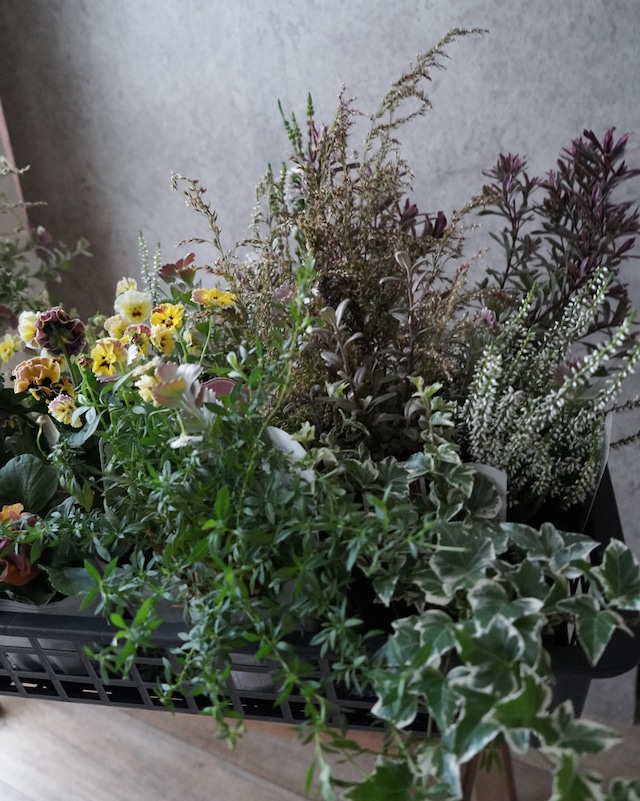 【花苗セット】 黄色パンジー&ビオラと茶色系リーフ＋宿根草のシックな花苗セット