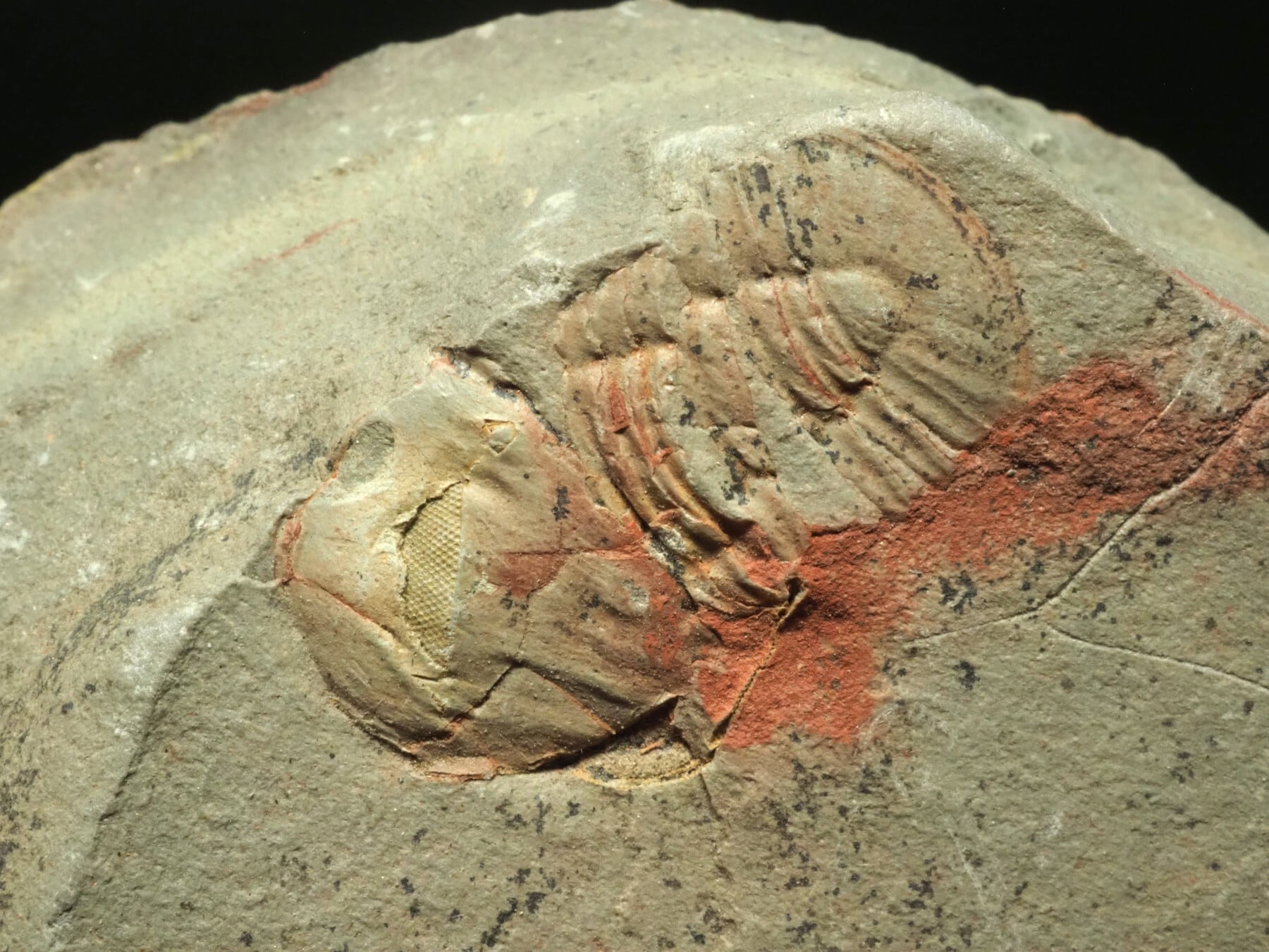 翼竜の爪 化石 モロッコ ラプターの爪【約27mm】【Dromaeosaur sp