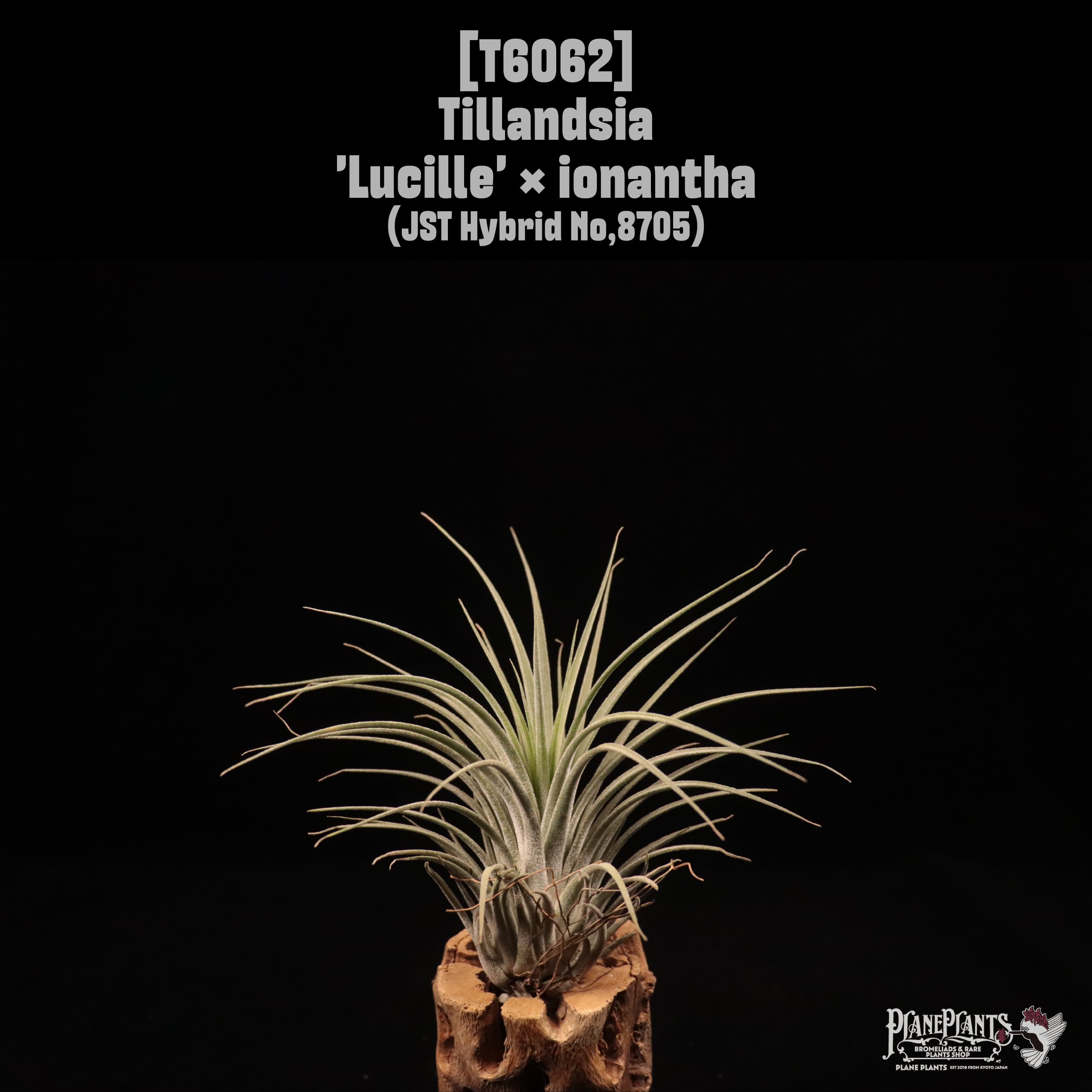 Tillandsia 'Lucille' × ionantha〔ティランジア〕T6062