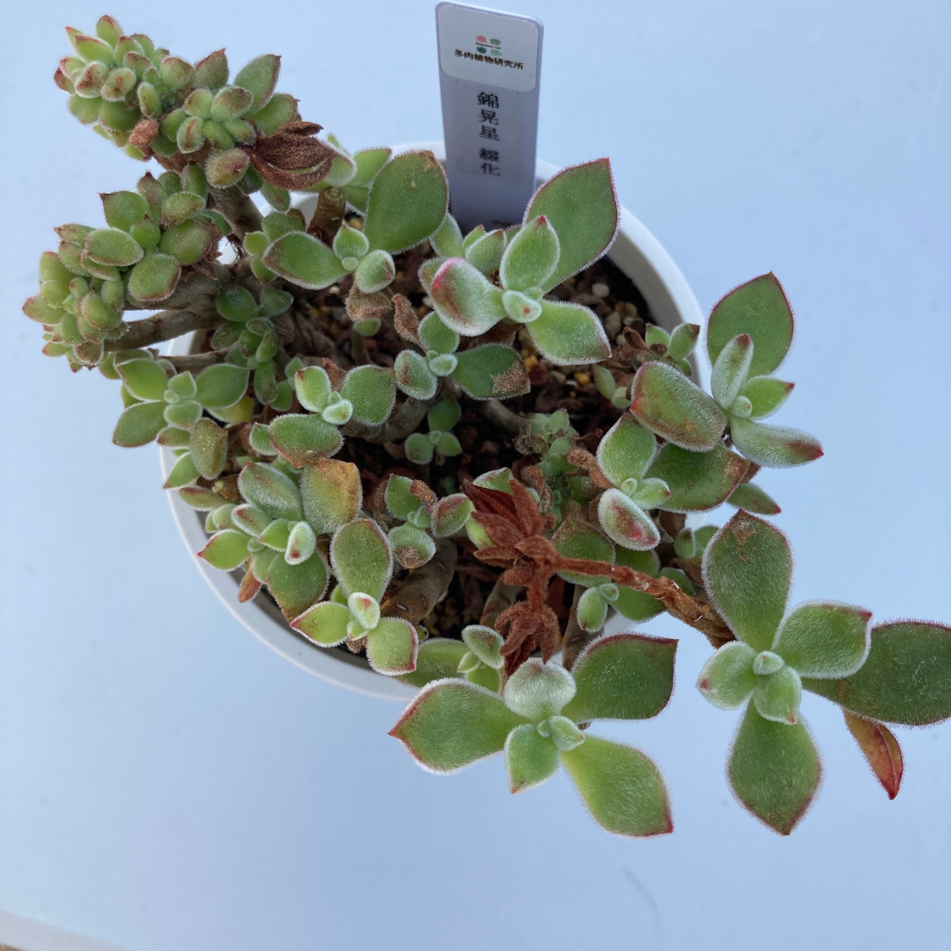新入荷 錦晃星(きんこうせい) X303-3*9苗 多肉植物 カット苗 新入荷 錦晃星(きんこうせい) X303-3*9苗 多肉植物 カット苗