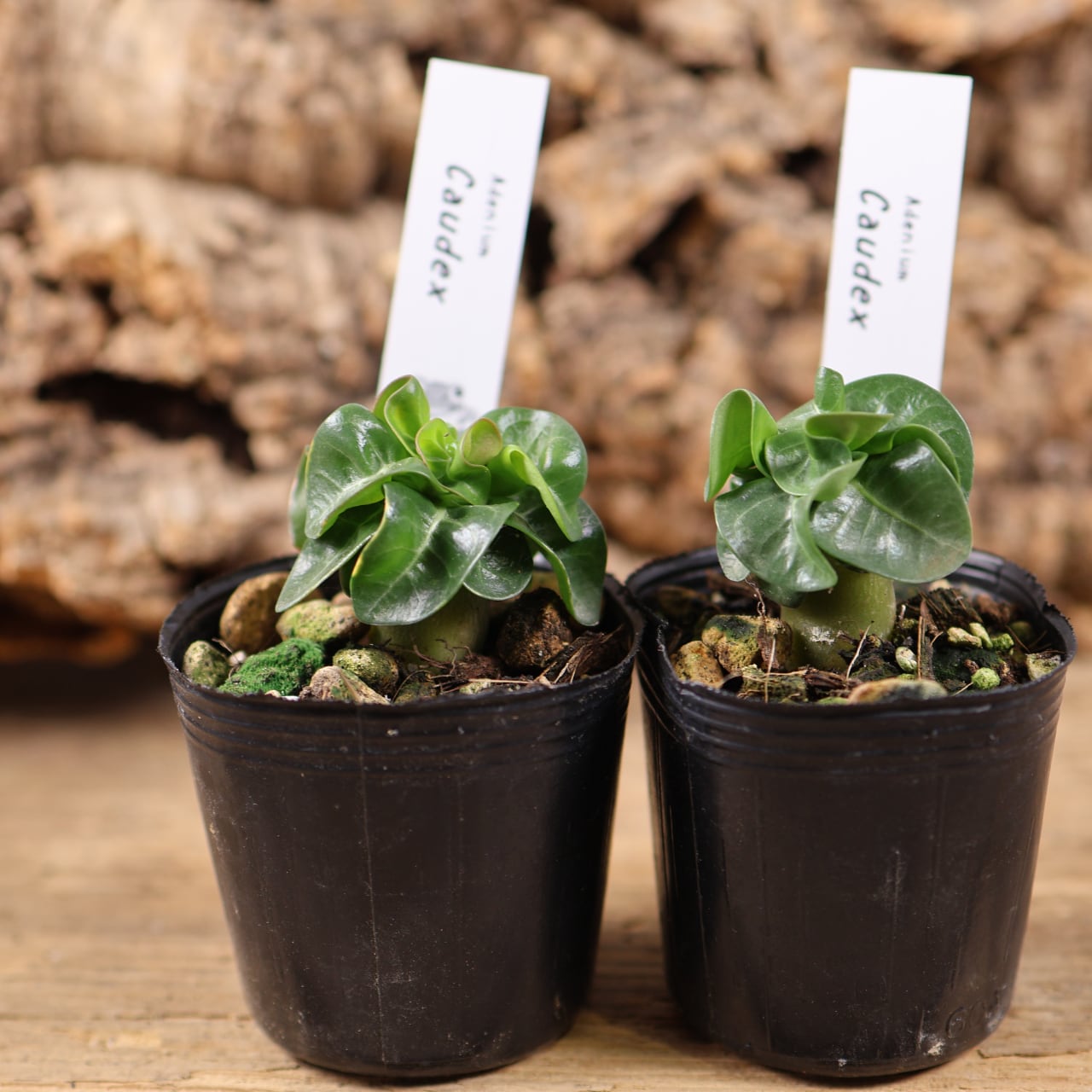 MARX PLANTS | 観葉植物・多肉植物・塊根植物