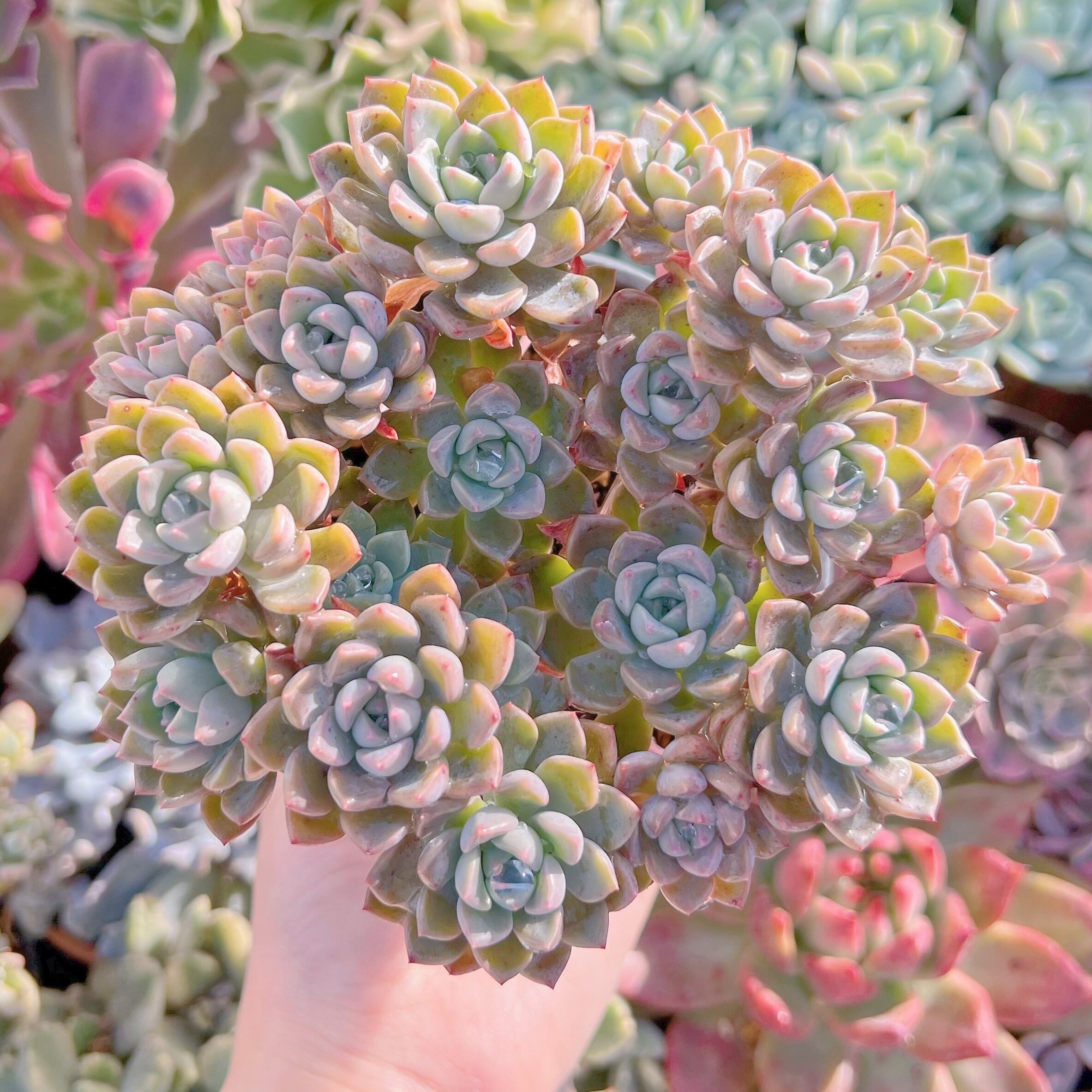 現品　ベビードール#A85　群生　新入荷