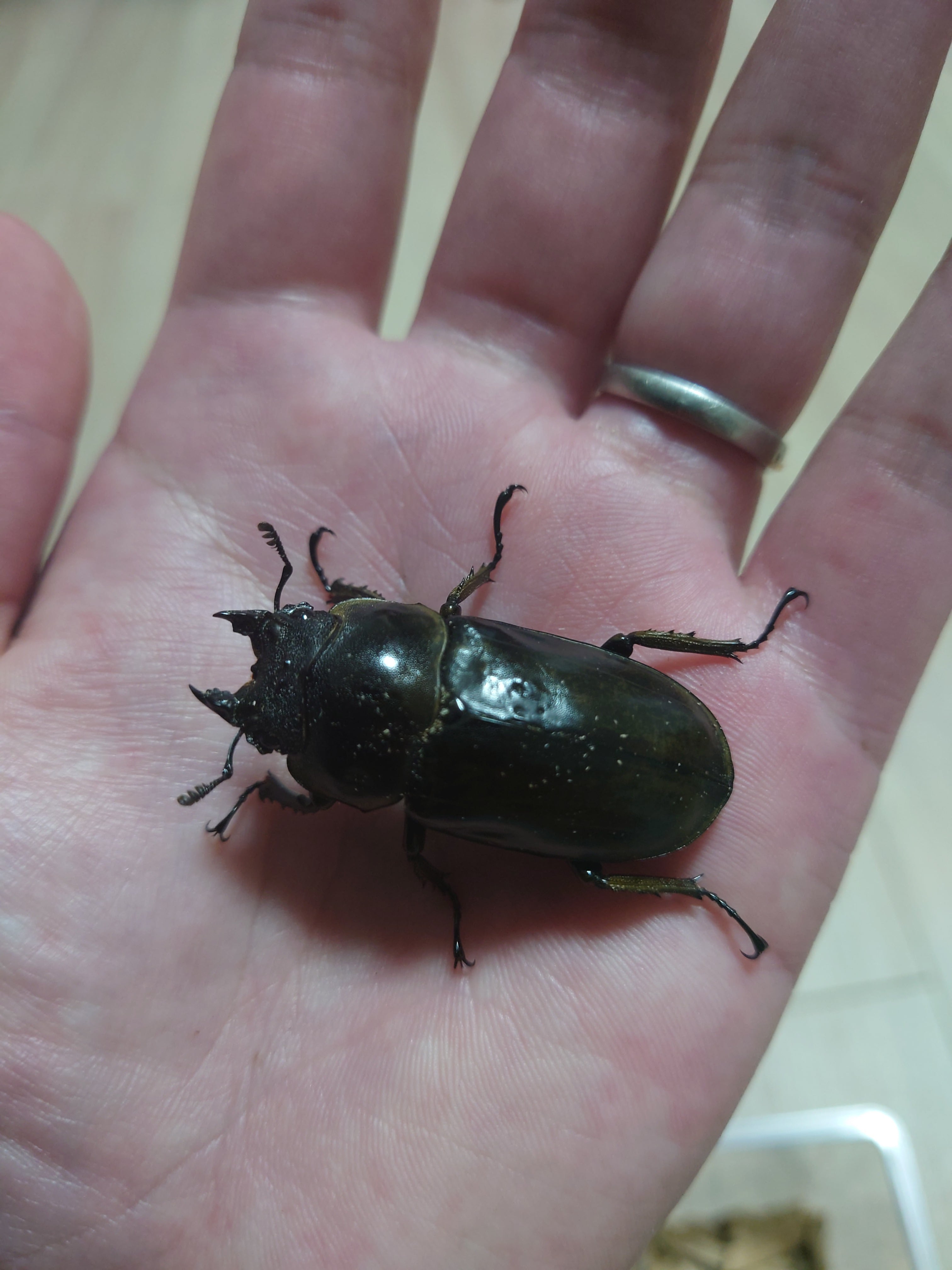 ローゼンベルグオウゴンオニクワガタ（産地：ジャワ島 ハリムン産
