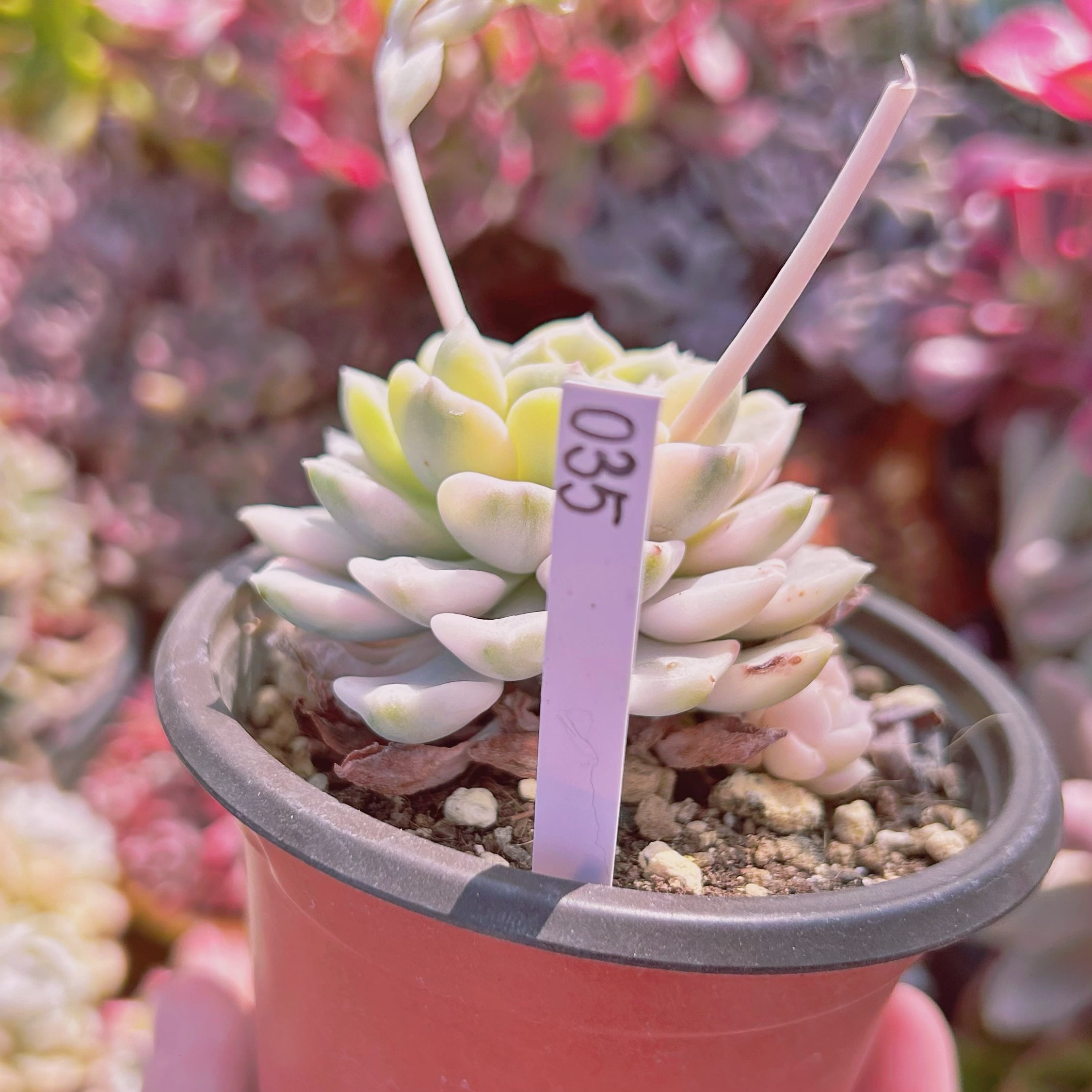 035現物 多肉植物 ベビードール錦 抜き苗 | るる農園~多肉植物専門 035現物 多肉植物 ベビードール錦 抜き苗 | るる農園~多肉植物専門