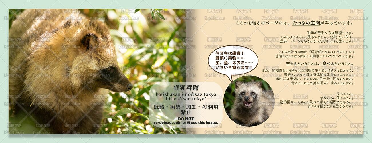 ホンドタヌキ写真集「たぬきがもりもり」品番0370 | 狐狸写館