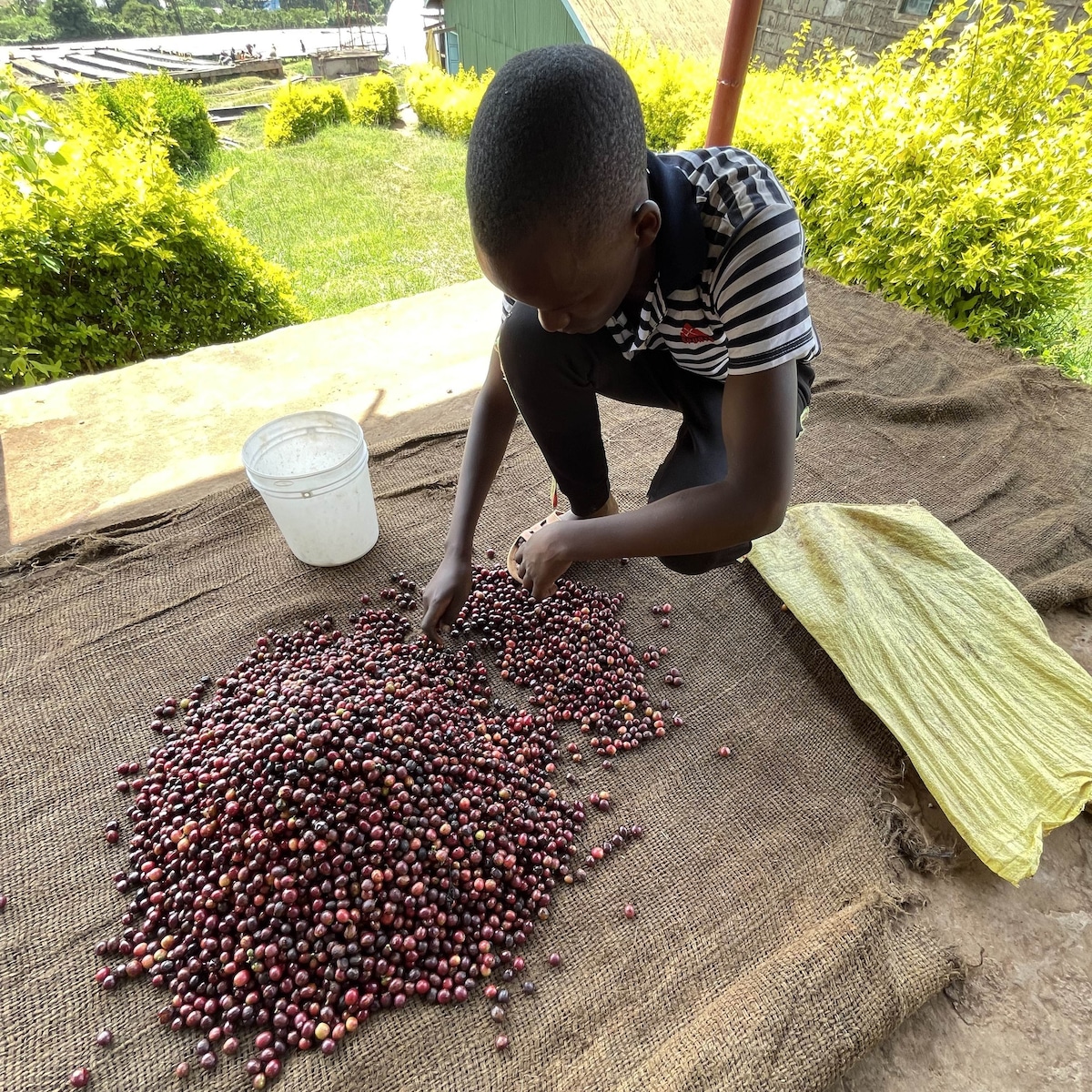 Kenya Kii Washed AA