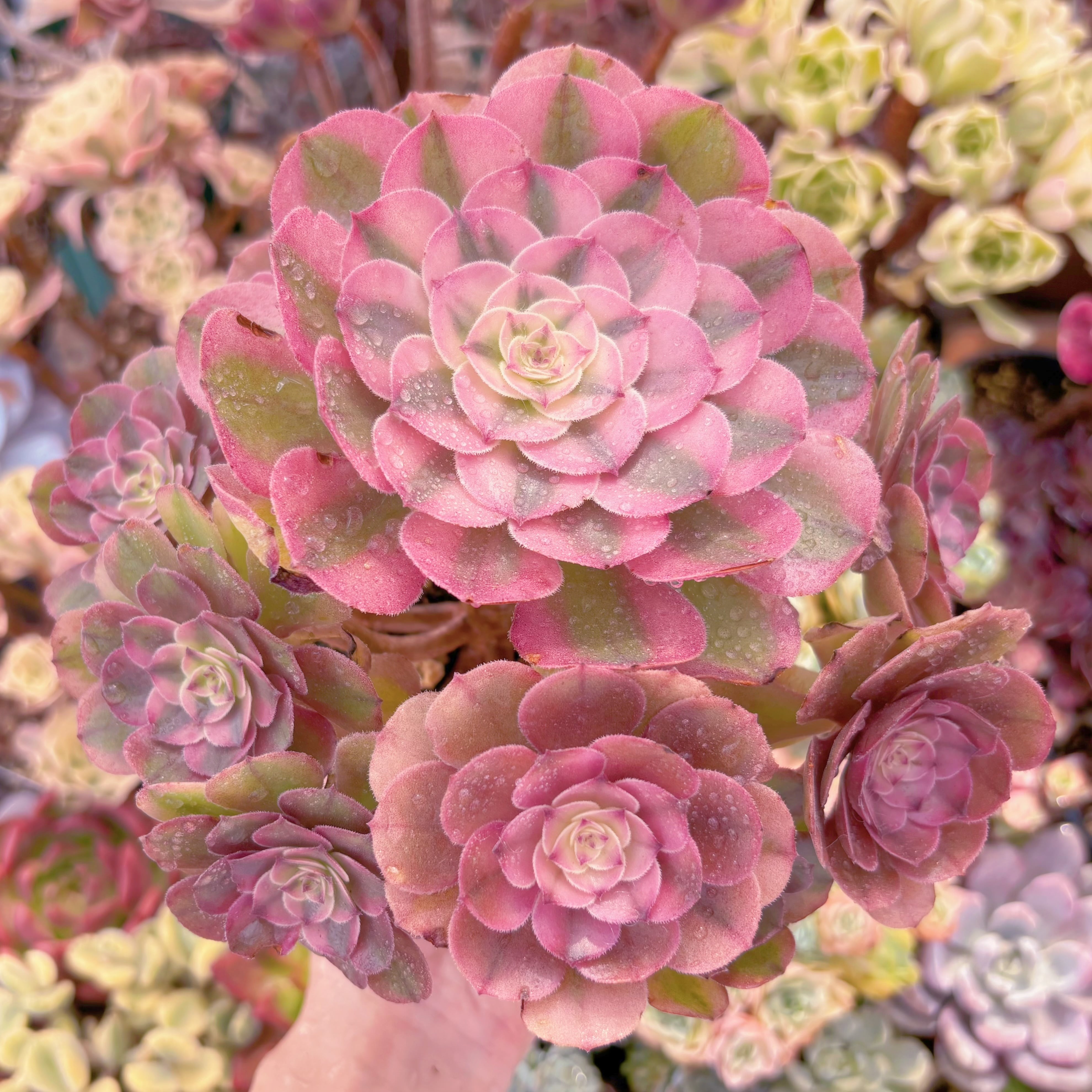 多肉植物　Aeoniumライチ　特大群生　新入荷　るる農園